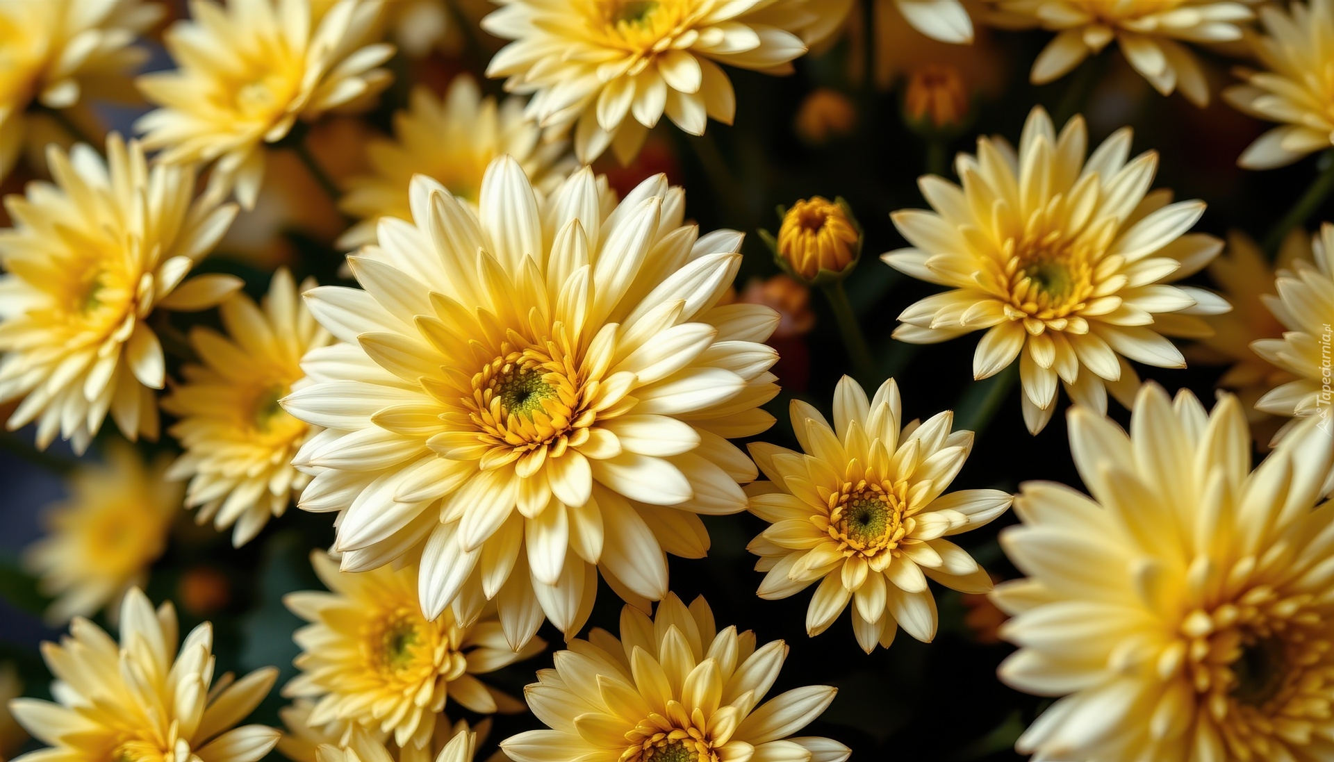 Chryzantemy, Żółte, Kwiaty, Grafika AI