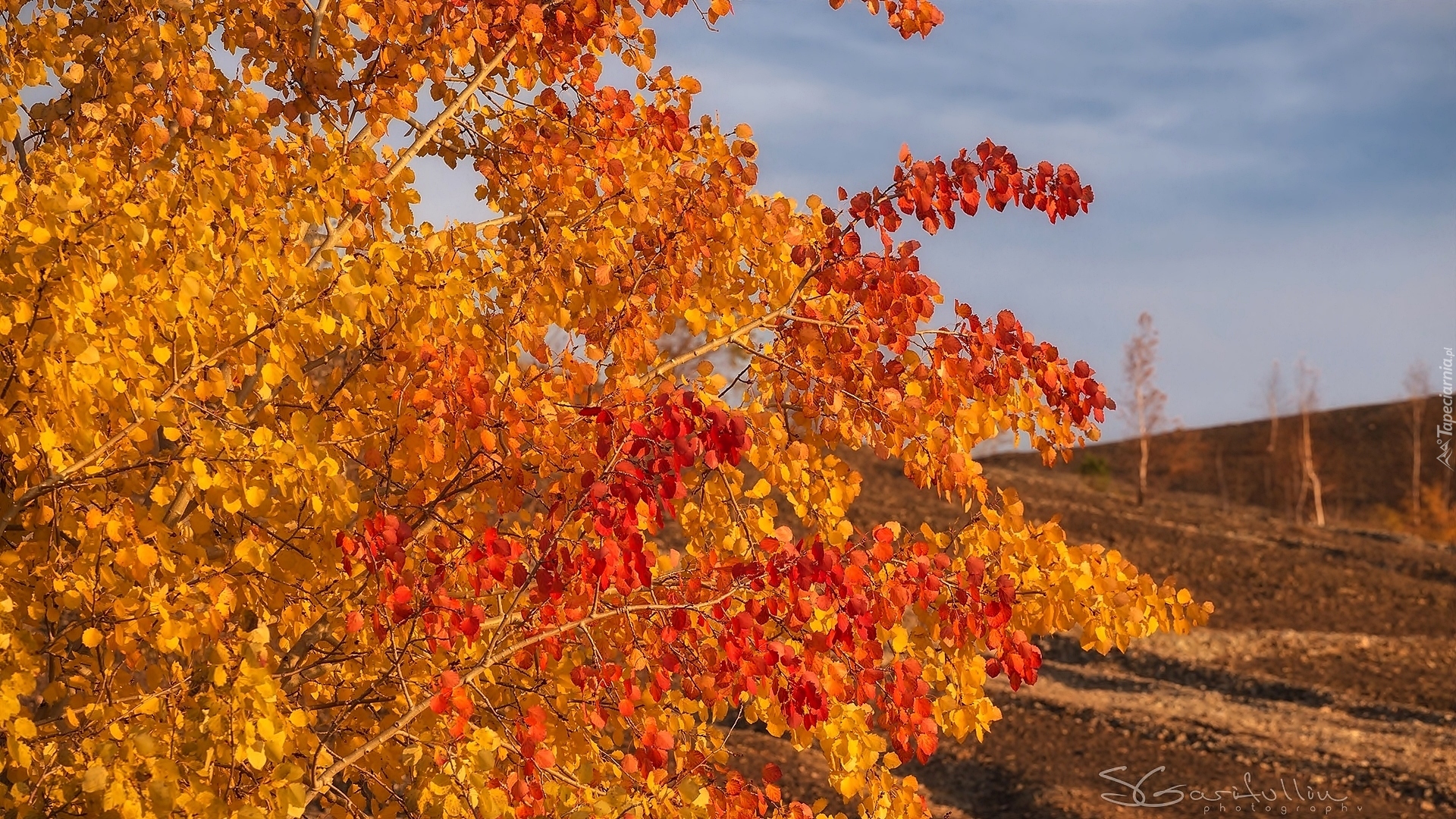 Jesień, Drzewo, Czerwone, Żółte, Liście, Gałązki