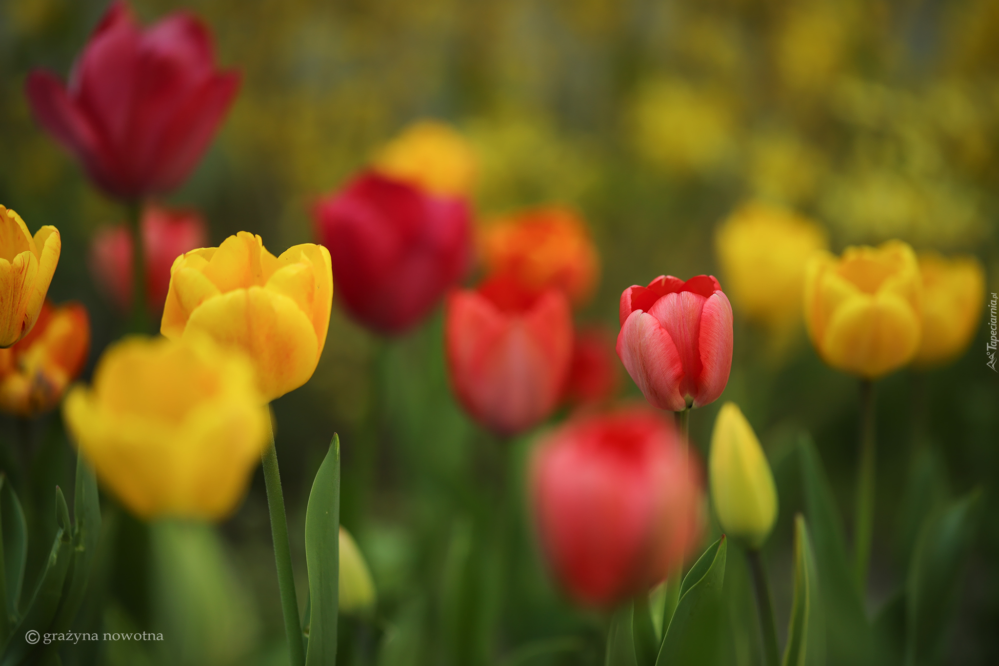 Kolorowe, Czerwone, Żółte, Tulipany, Kwiaty