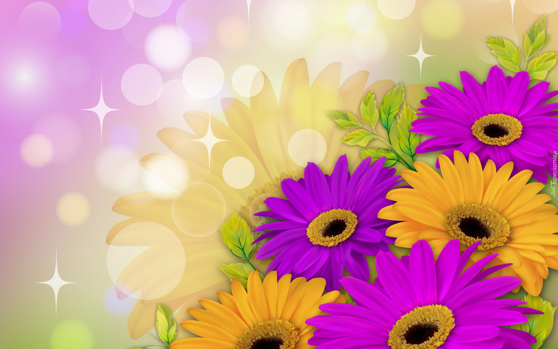 Kwiaty, Żółte, Fioletowe, Gerbery, 2D