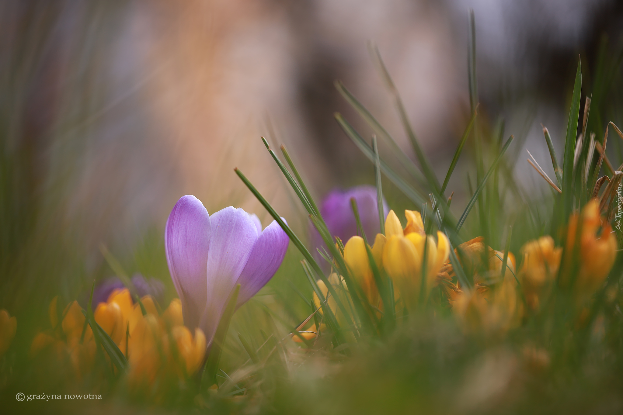 Liliowy, Krokus, Rozmyte, Żółte, Krokusy, Trawa