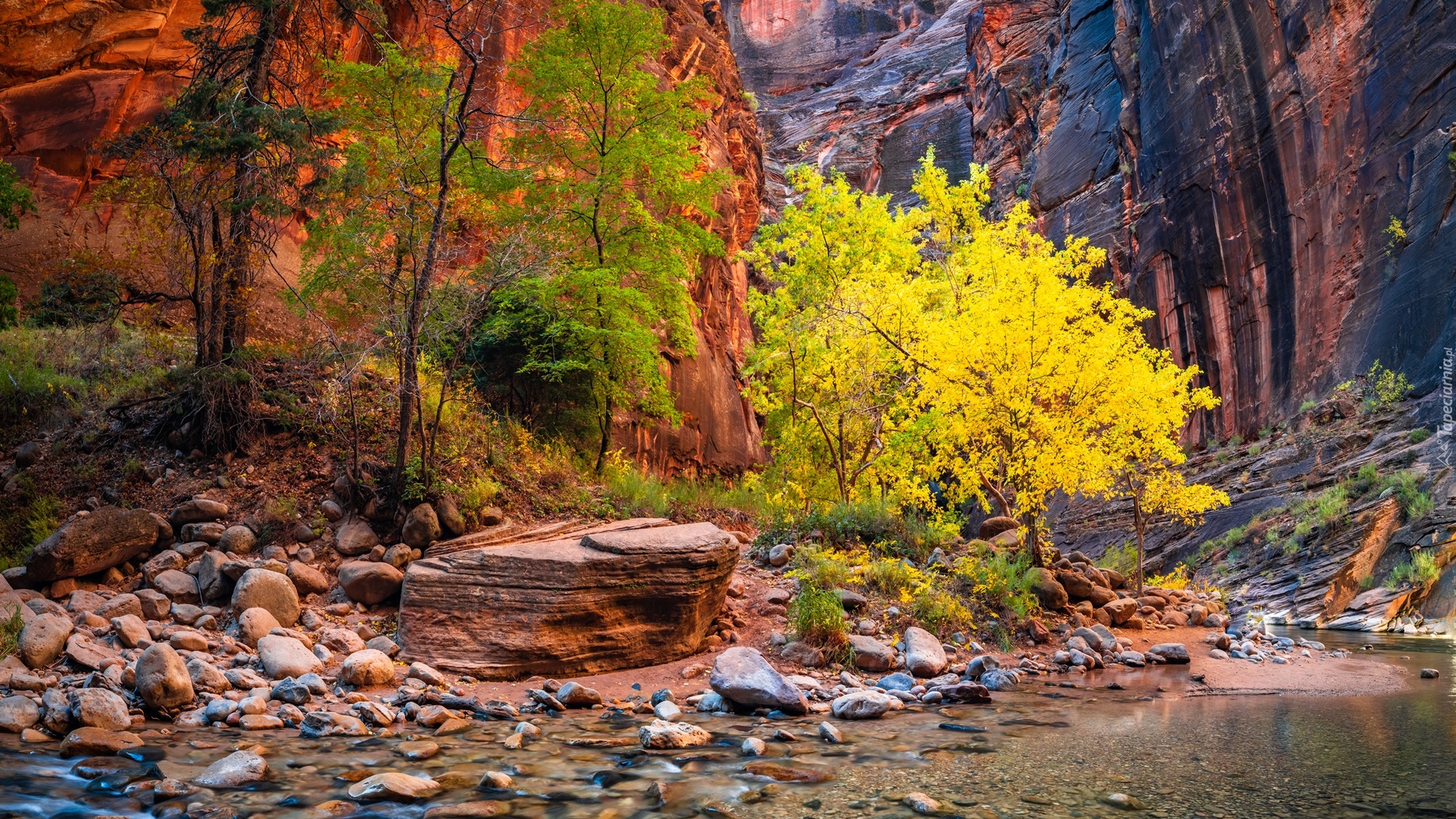 Stany Zjednoczone, Stan Utah, Park Narodowy Zion, Kanion Zion Narrows, Skały, Drzewa, Kamienie, Rzeka Virgin River, Roślinność