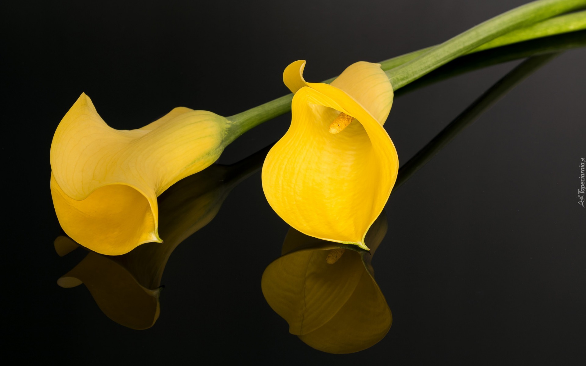 Żółte, Kwiaty, Kalie