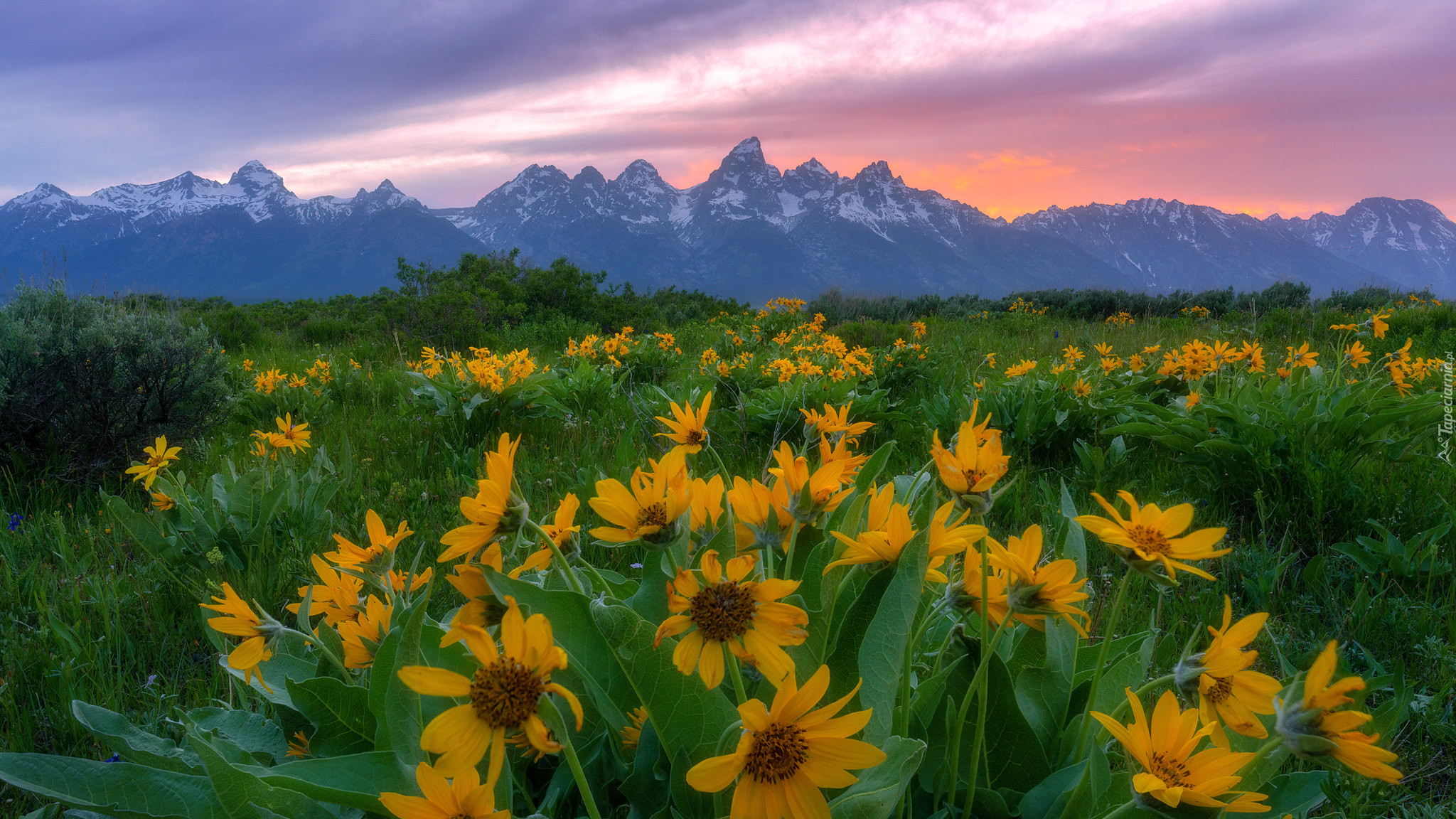Góry, Teton Range, Wschód słońca, Żółte, Kwiaty, Balsamorhiza, Park Narodowy Grand Teton, Stan Wyoming, Stany Zjednoczone