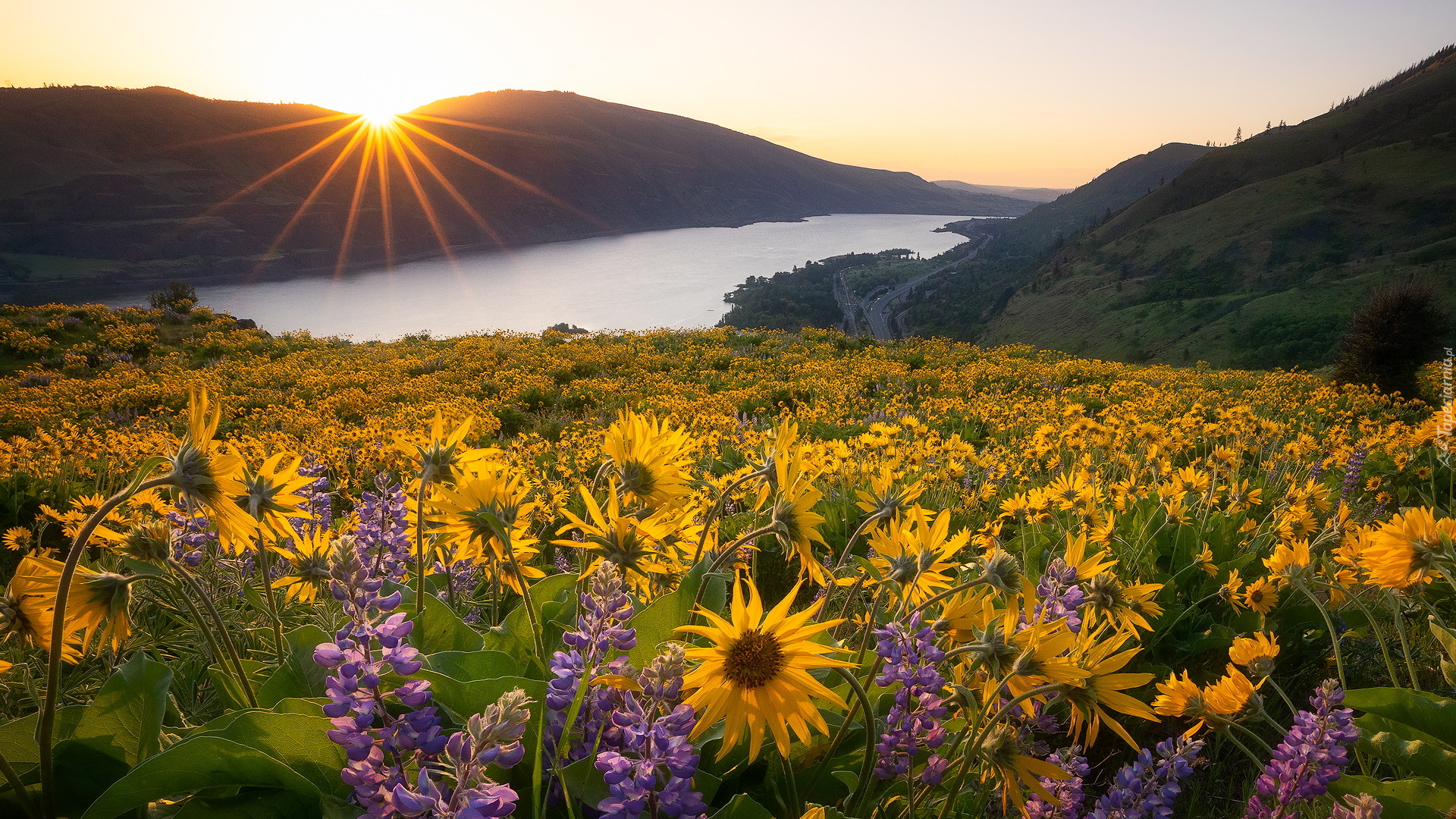 Rezerwat przyrody Columbia River Gorge, Góry Kaskadowe, Rzeka Kolumbia, Żółte, Kwiaty, Balsamorhiza, Łubin, Wschód słońca, Łąka, Stan Waszyngton, Stany Zjednoczone