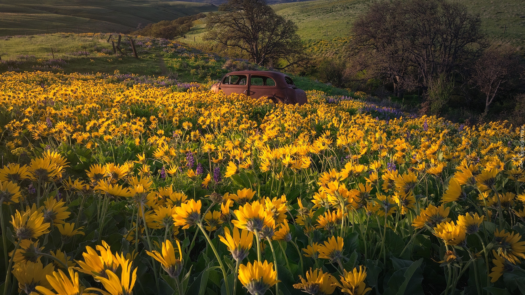 Wzgórza, Trawa, Drzewa, Żółte, Kwiaty, Balsamorhiza, Łąka, Stare, Auto, Park stanowy Columbia Hills, Stan Waszyngton, Stany Zjednoczone