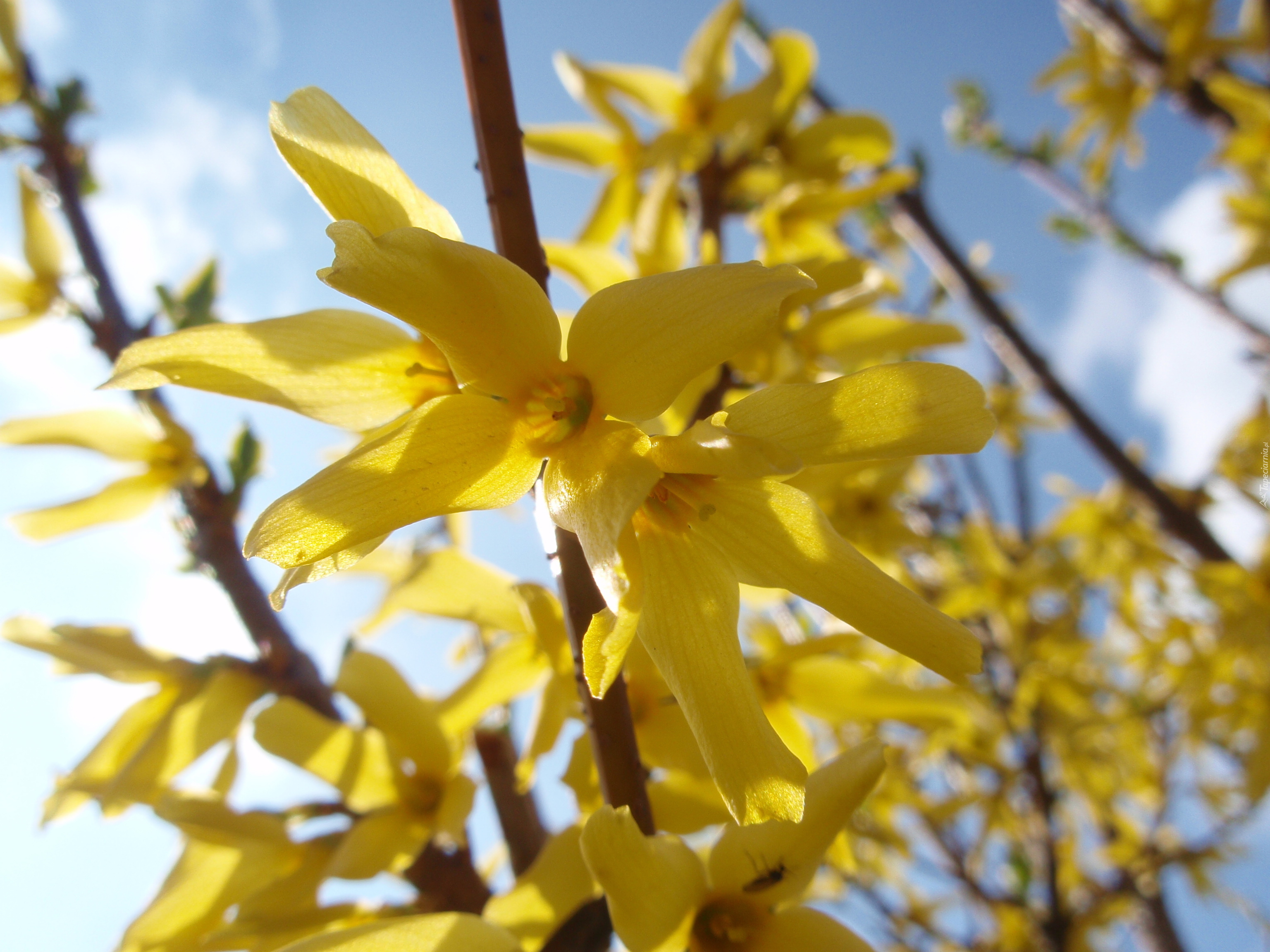 Kwiaty, Forsycja, Makro