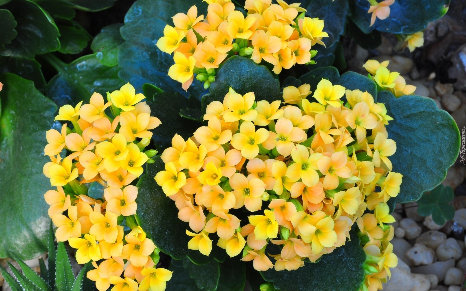 Kalanchoe, Żółte, Kwiaty