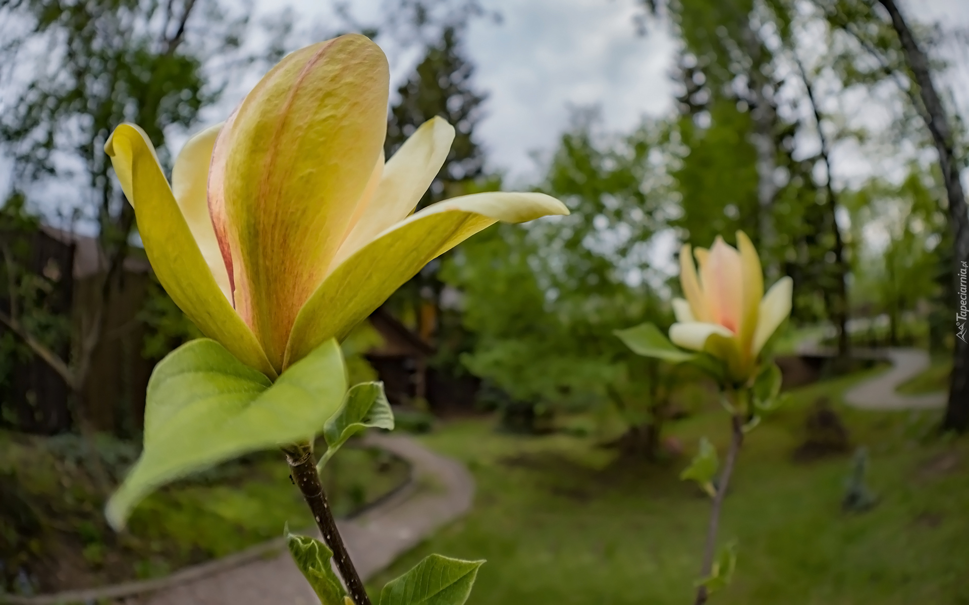 Krzew, Żółta, Magnolia, Kwiaty, Park