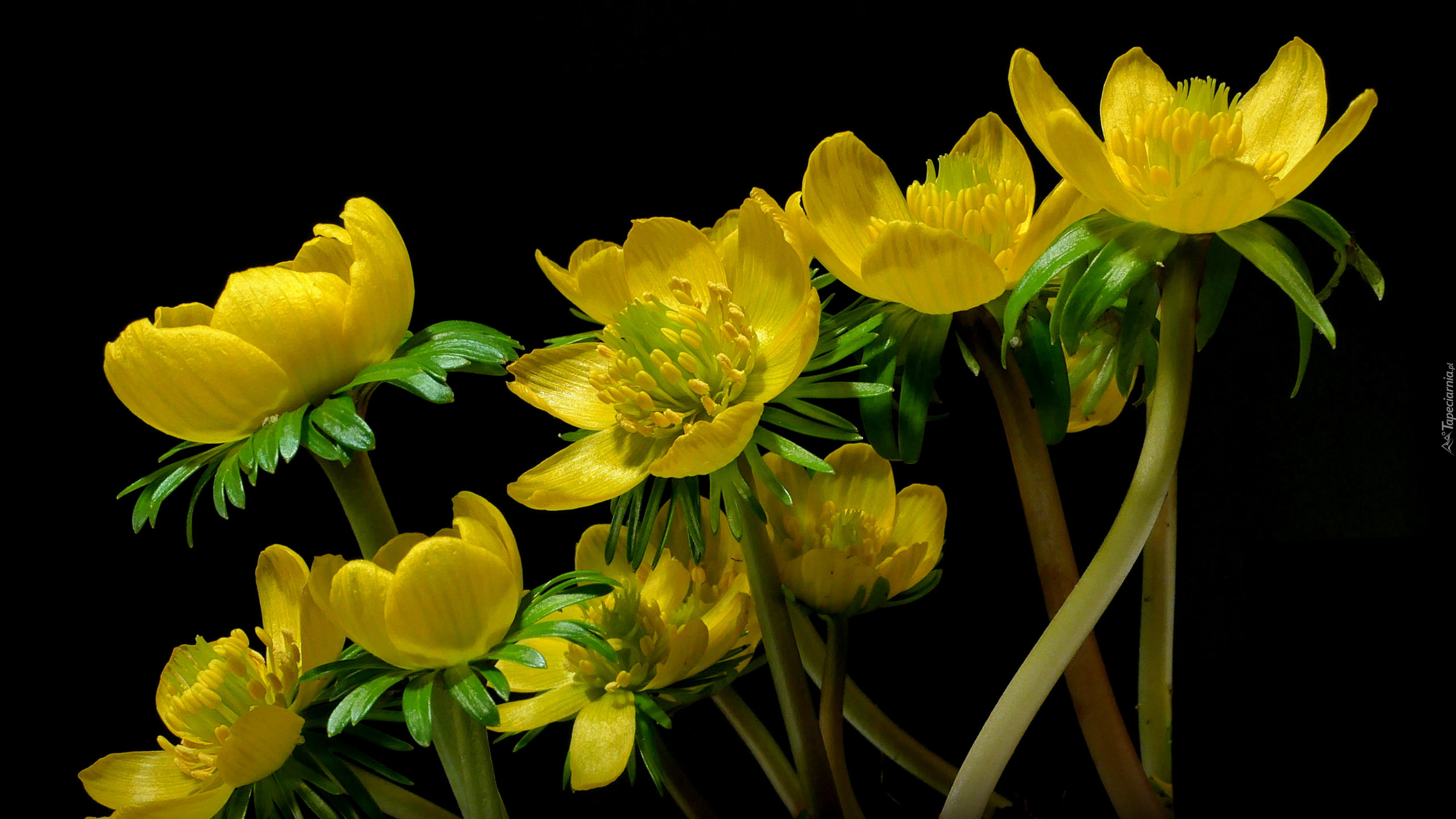 Kwiaty, Żółte, Zbliżenie