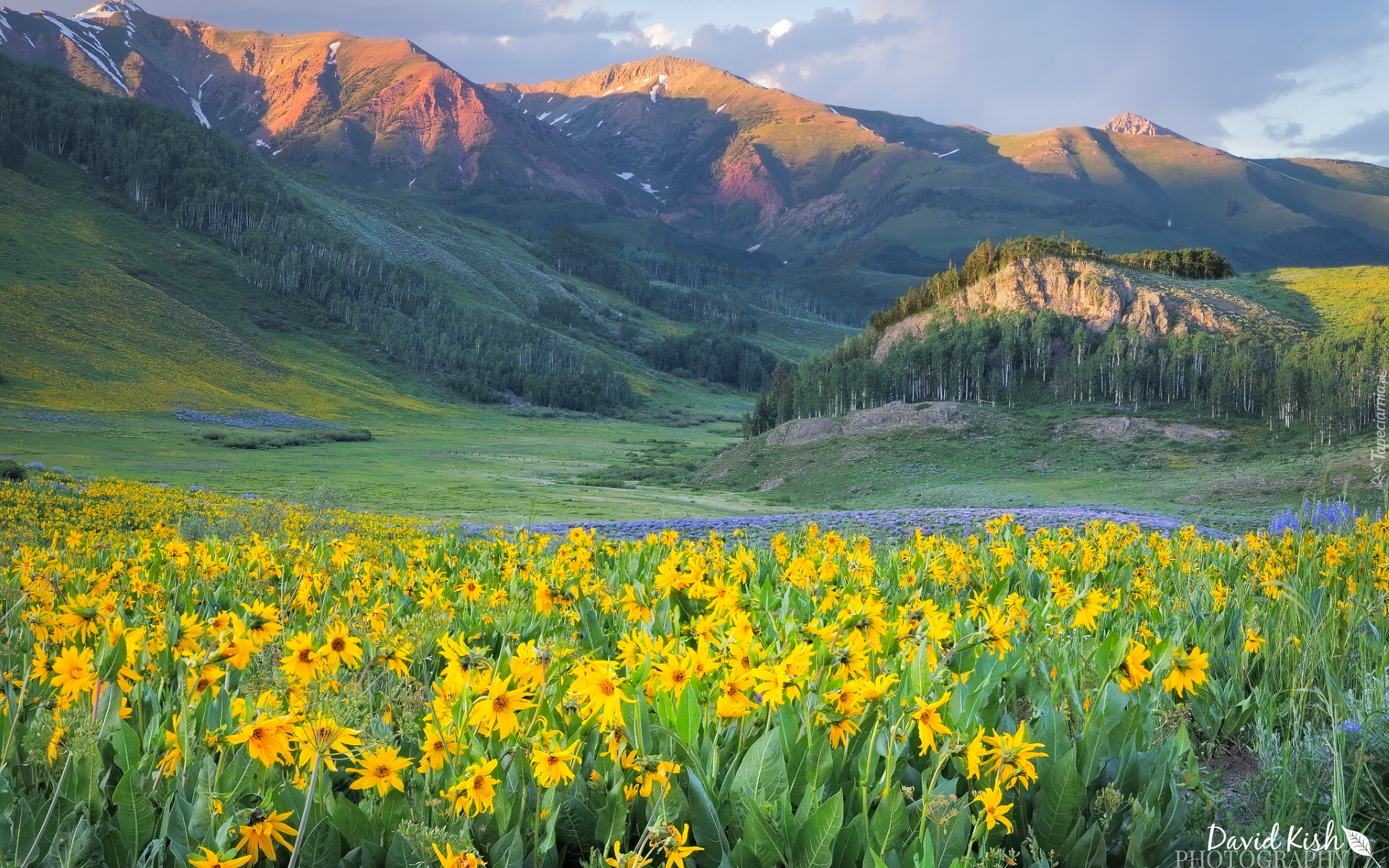 Góry, West Elk Mountains, Dolina, Wzgórze, Drzewa, Lasy, Żółte, Kwiaty, Kolorado, Stany Zjednoczone