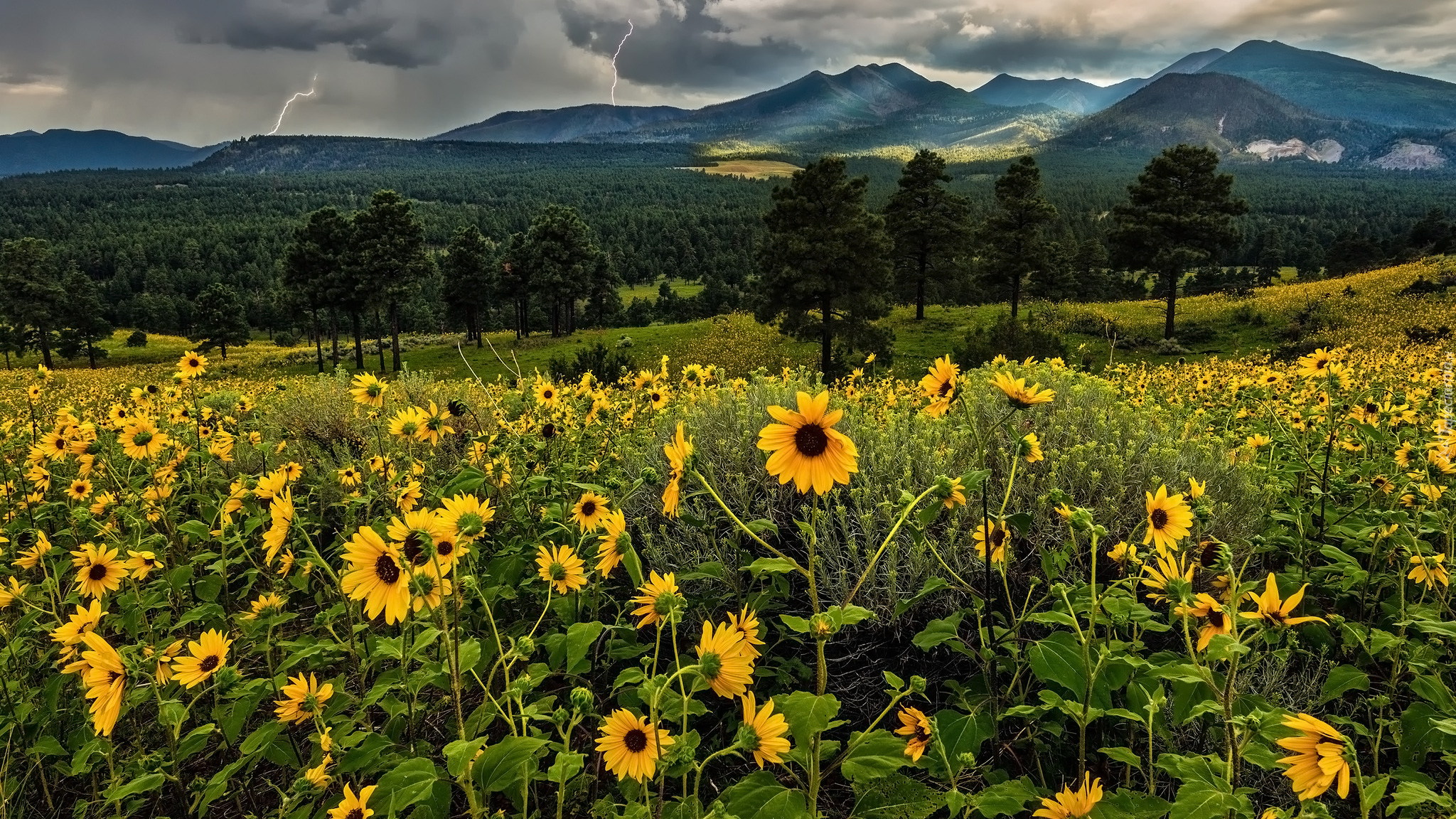 Żółte, Kwiaty, Góry, San Francisco Peaks, Drzewa, Chmury, Piorun, Arizona, Stany Zjednoczone