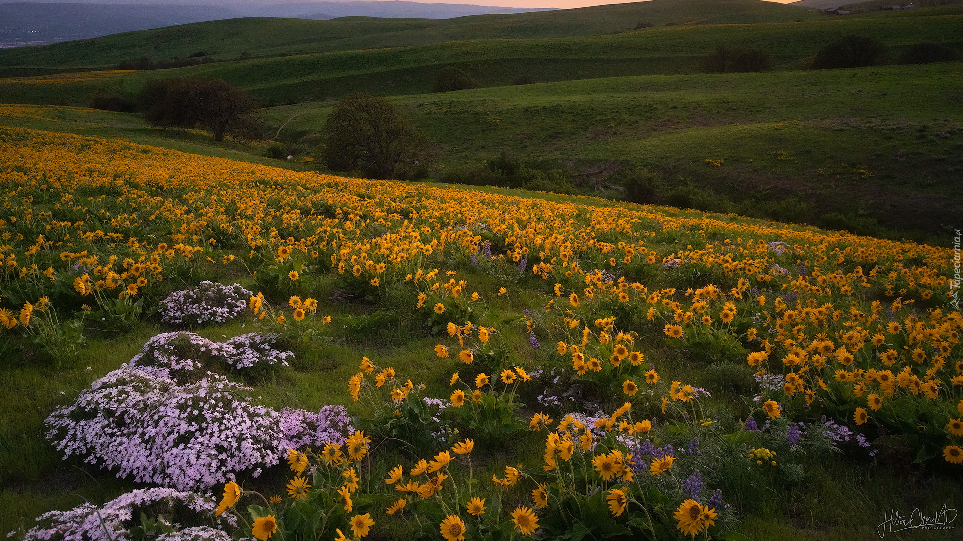 Wzgórza, Trawa, Drzewa, Żółte, Kwiaty, Łąka, Park stanowy Columbia Hills, Stan Waszyngton, Stany Zjednoczone