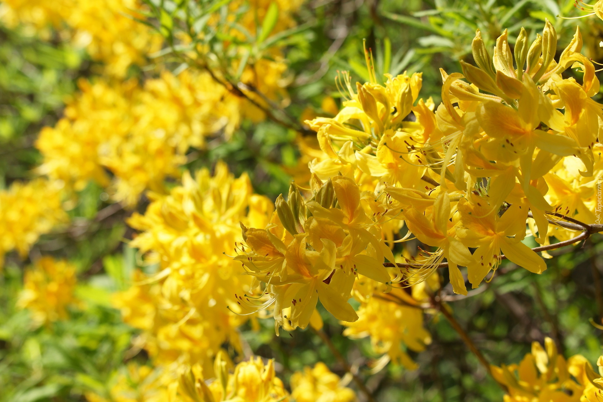 Żółte, Kwiaty, Rododendron, Różanecznik, Azalia wielkokwiatowa Anneke, Krzew