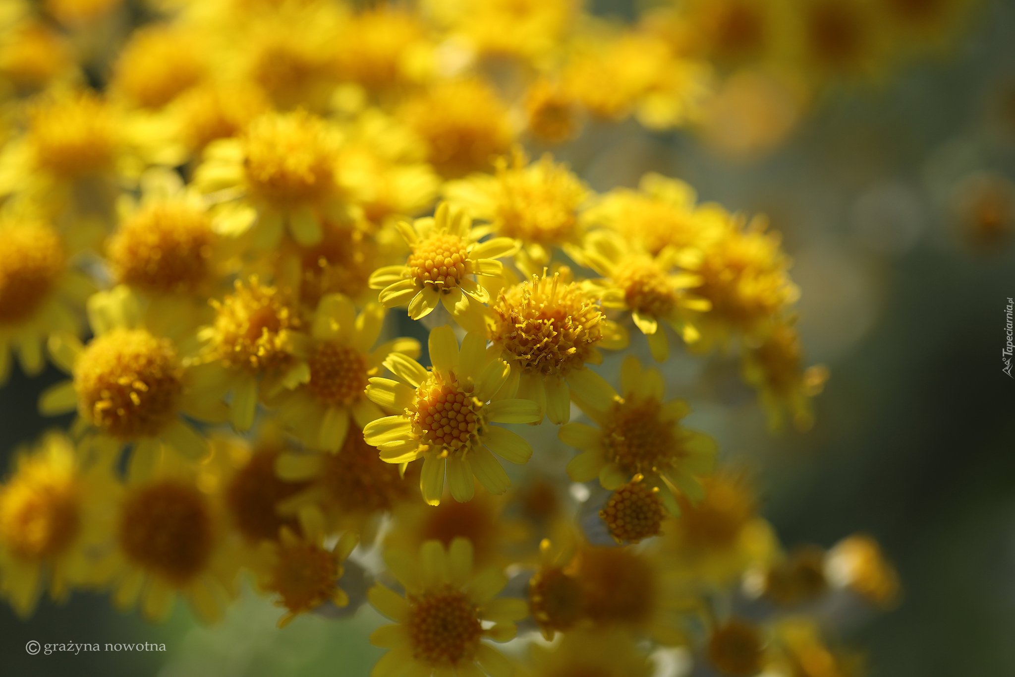 Żółte, Kwiaty, Zbliżenie, Rozmyte tło