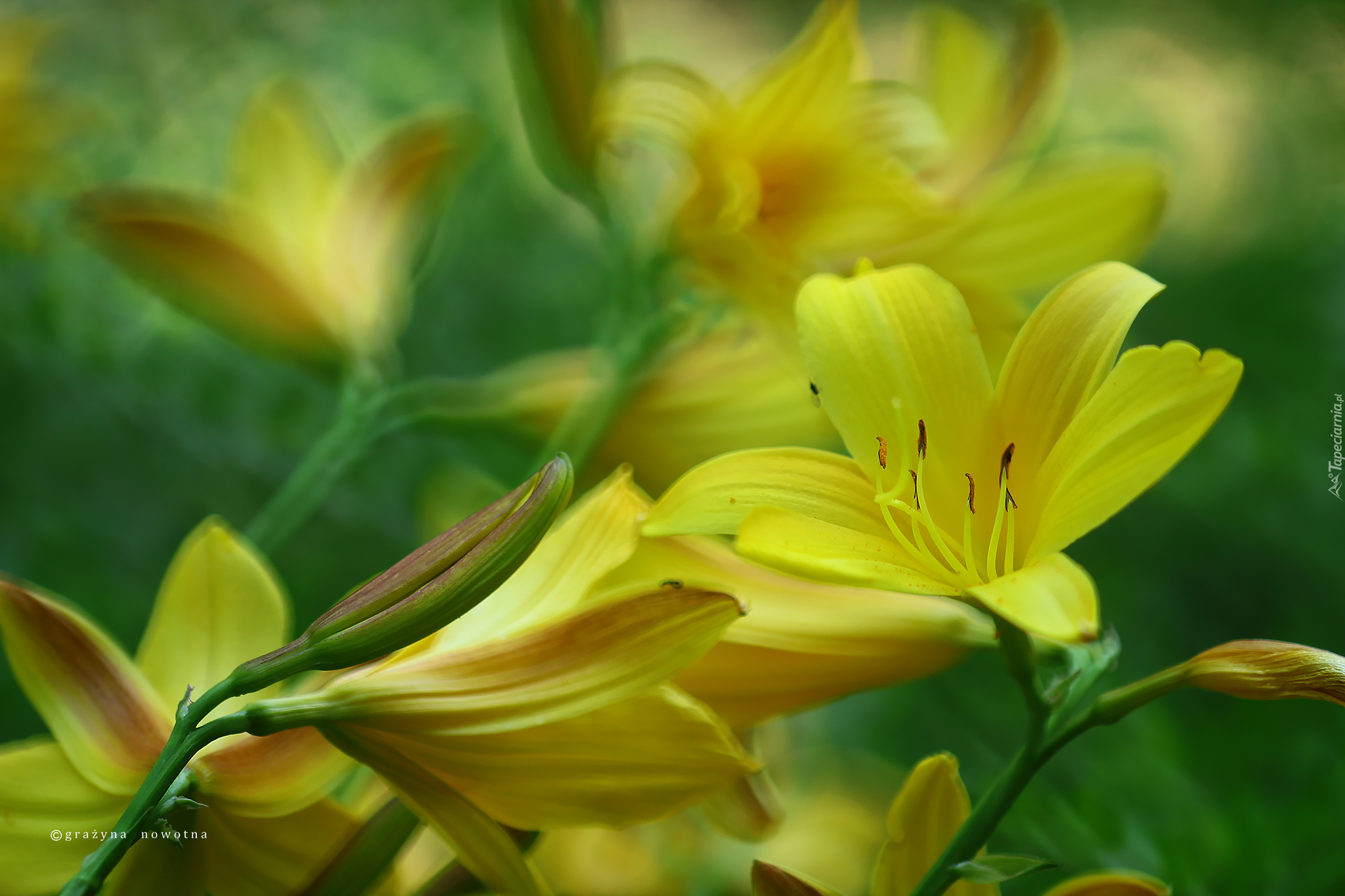 Liliowce, Żółte, Kwiaty