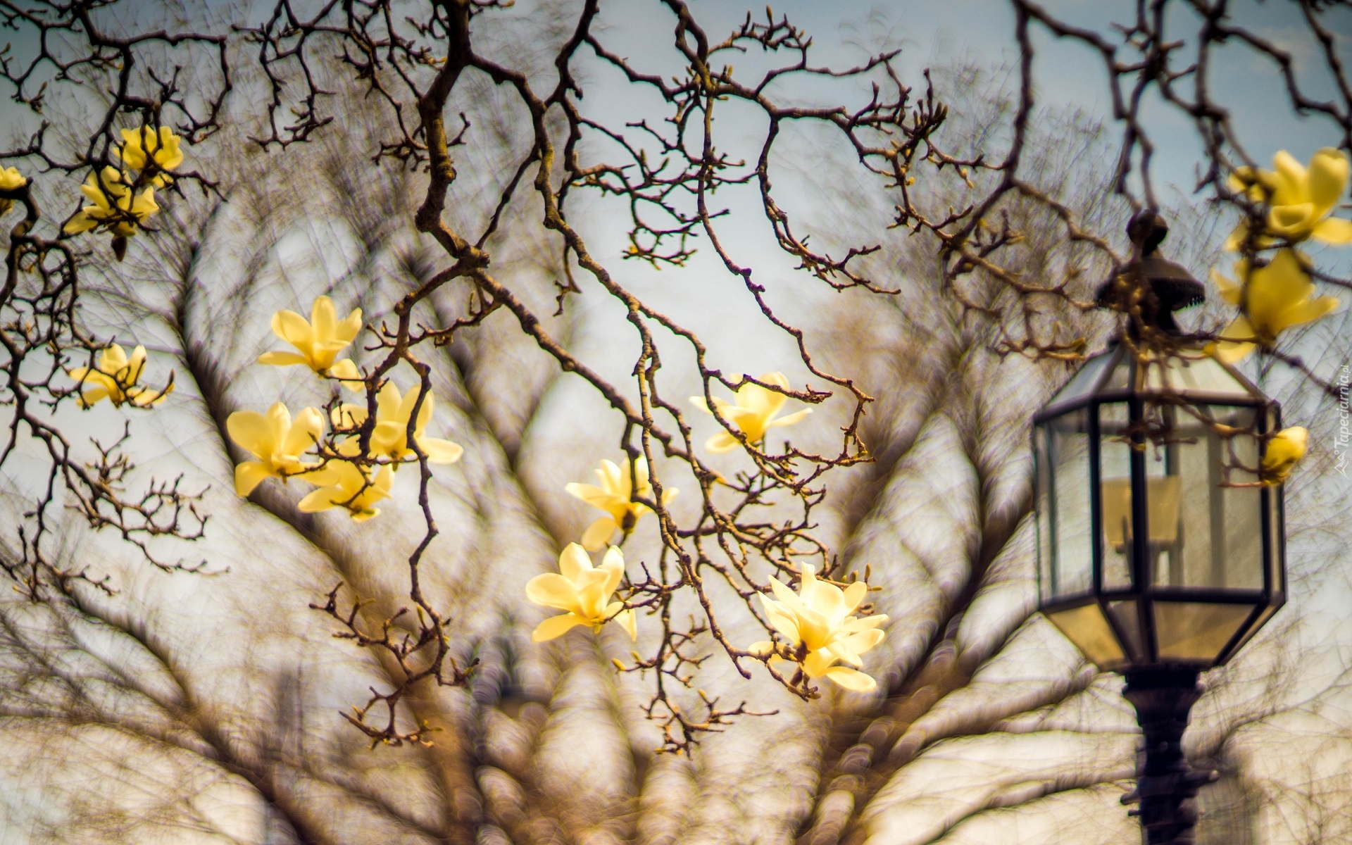 Gałęzie, Żółte, Kwiaty, Magnolia, Latarnia