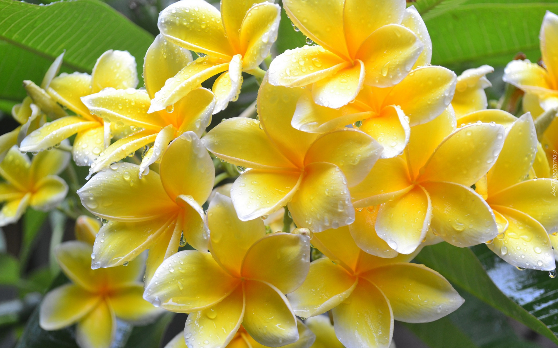 Plumeria, Żółte, Kwiaty, Krople