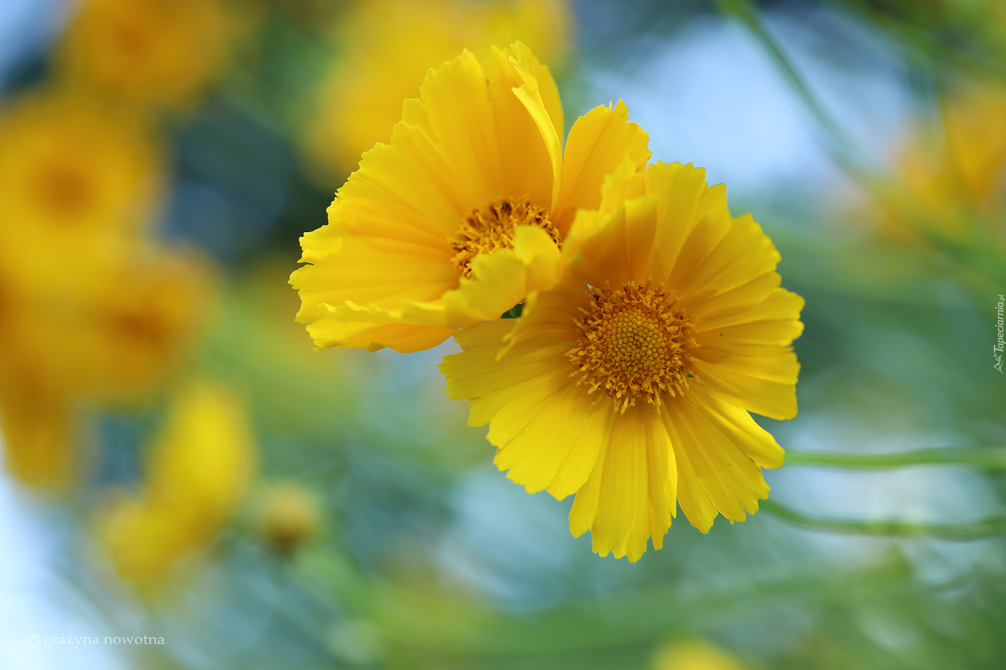 Żółte, Nachyłki, Kwiaty