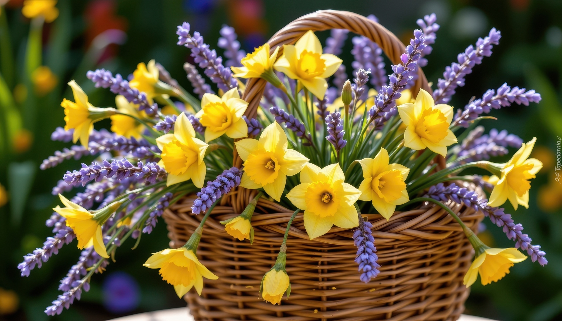 Kwiaty, Narcyzy żonkile, Lawenda, Koszyk