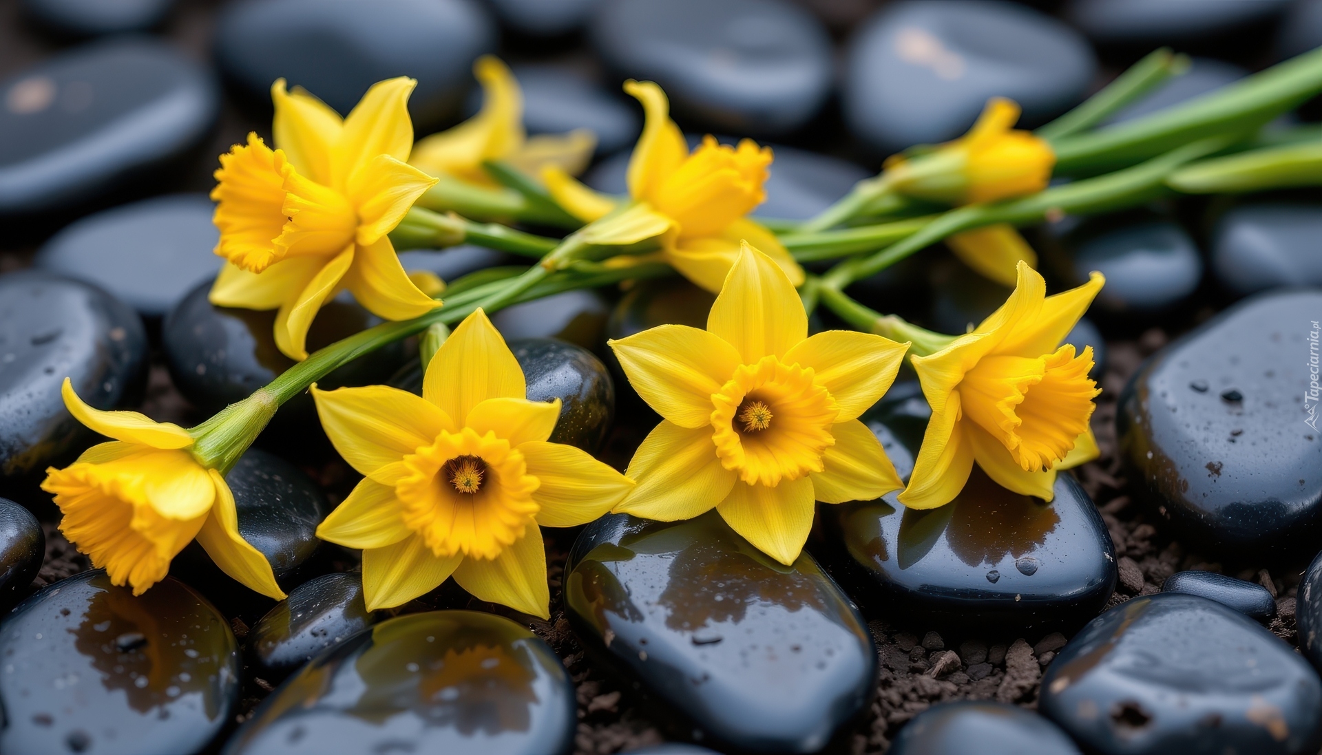 Kwiaty, Narcyzy żonkile, Kamienie