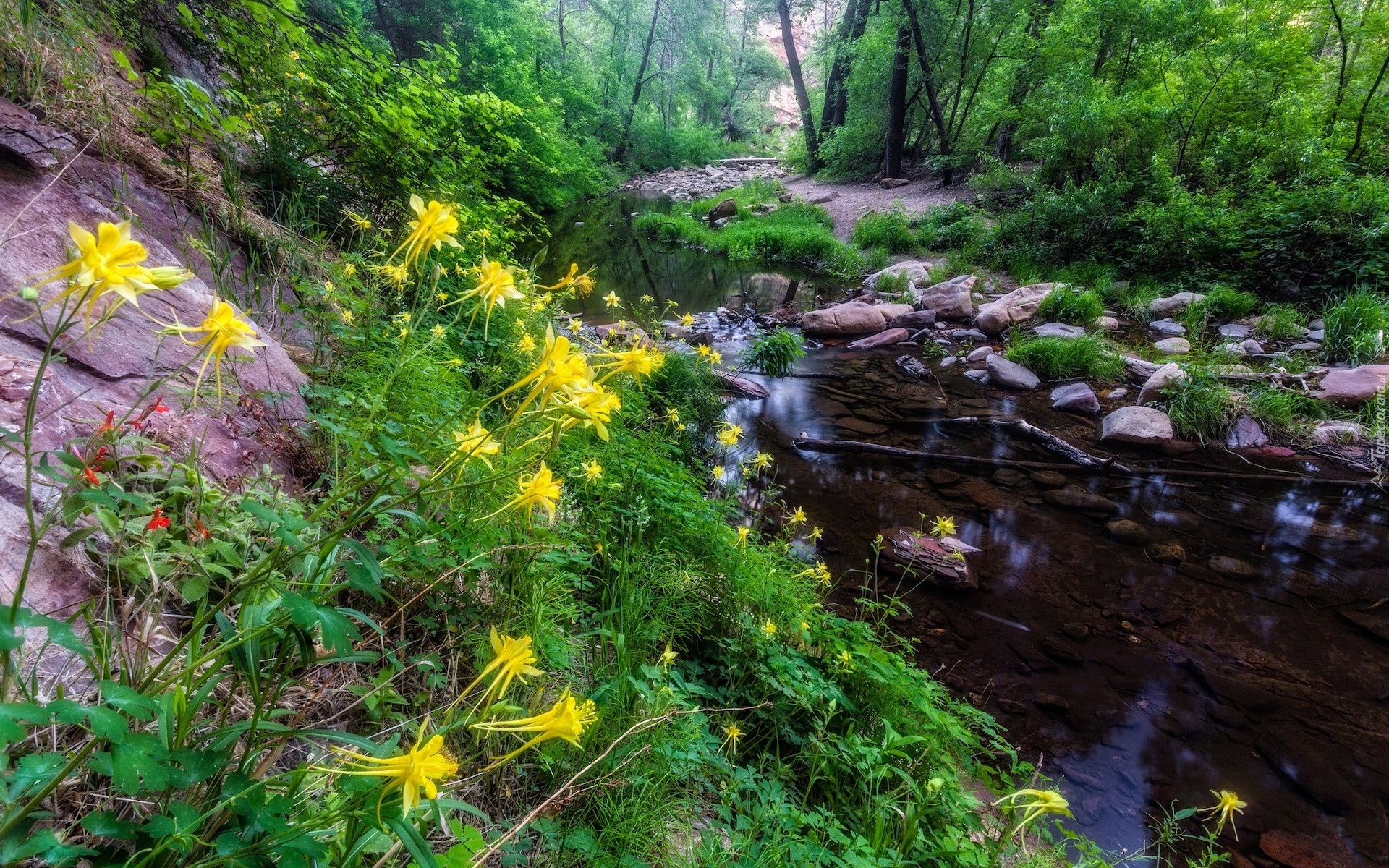 Stany Zjednoczone, Arizona, Rzeka, Oak Creek, Las, Kwiaty, Żółte, Orliki, Kamienie