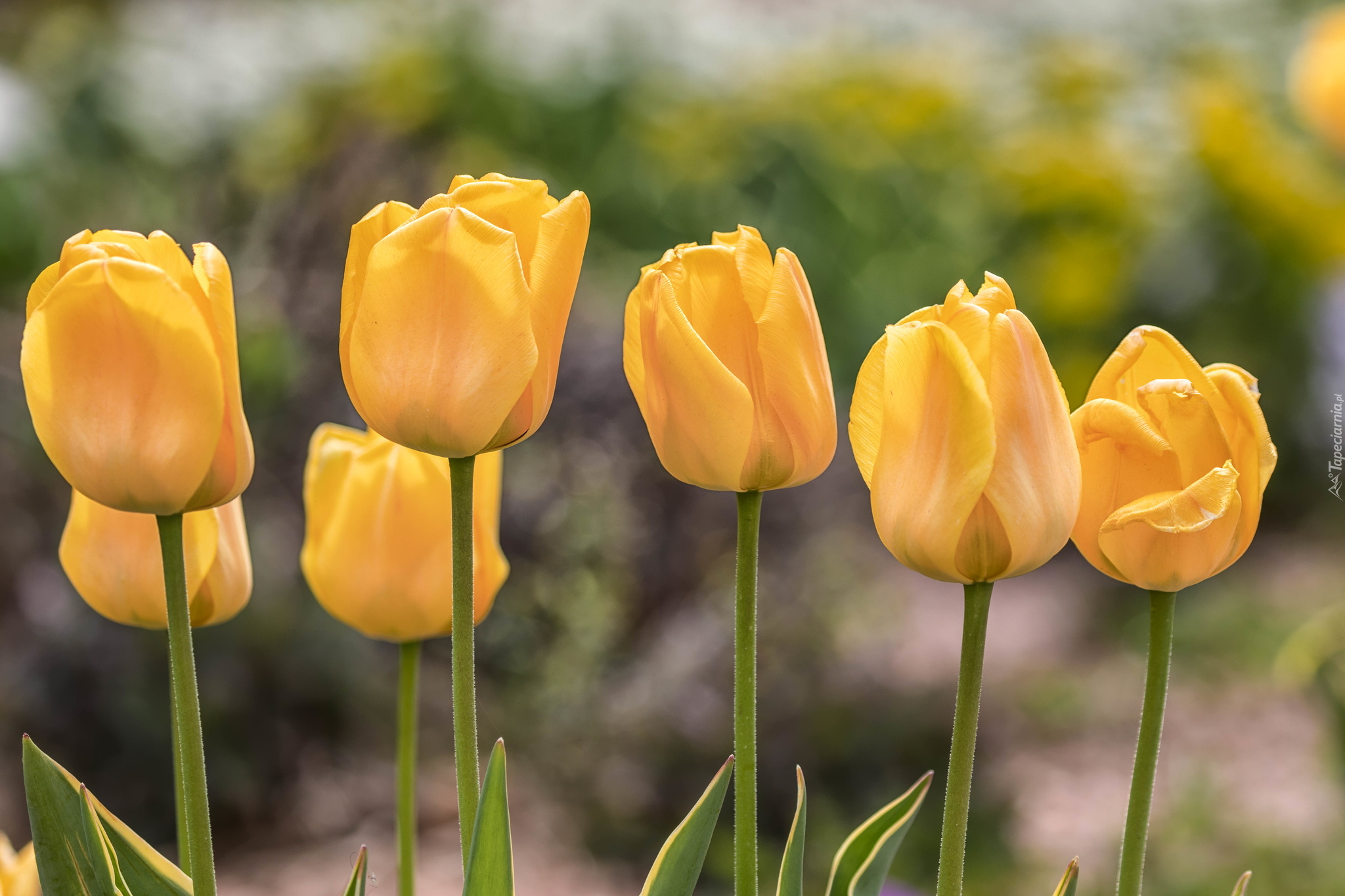 Żółte, Tulipany, Zbliżenie