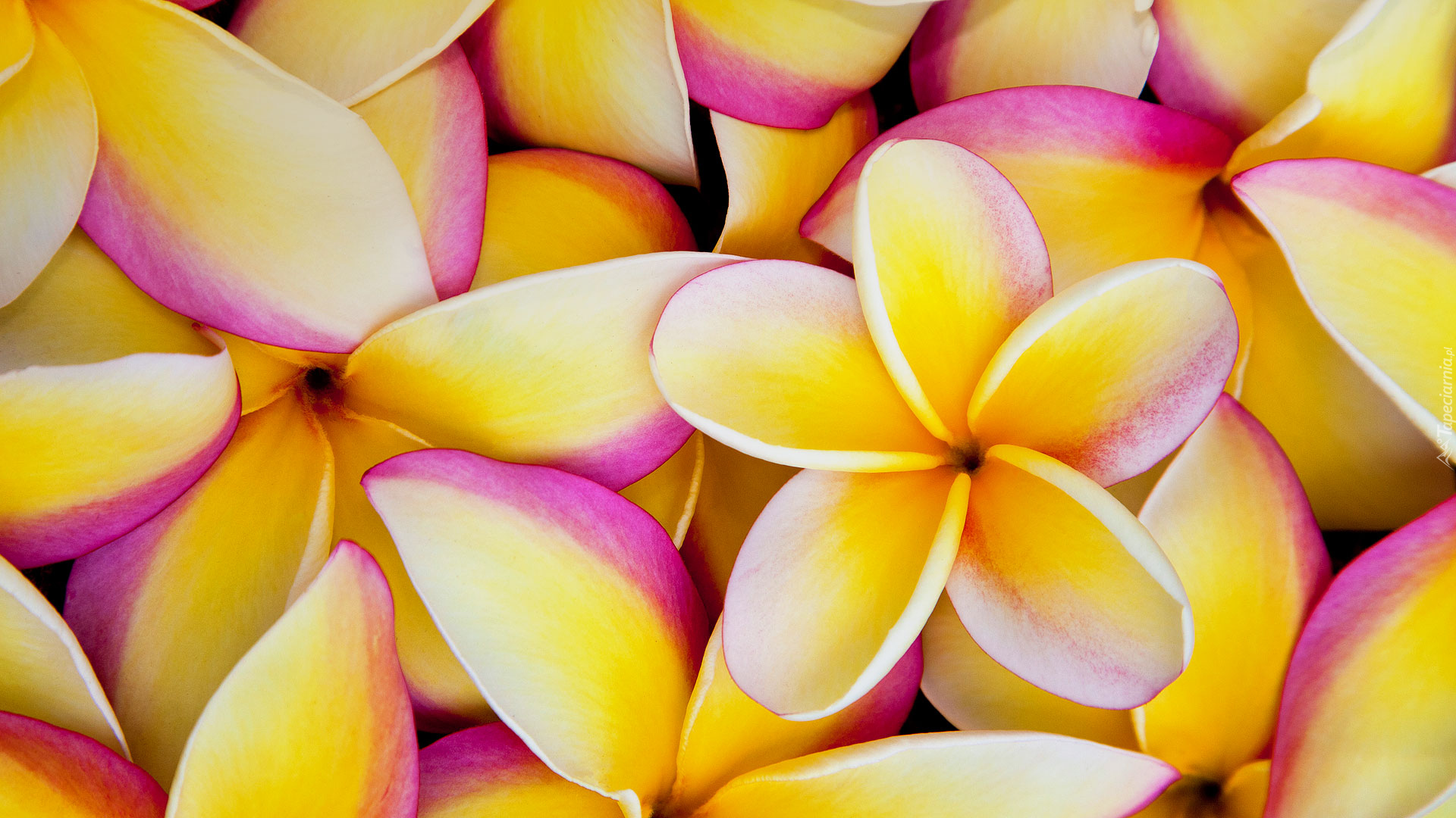 Plumeria, Żółte, Płatki