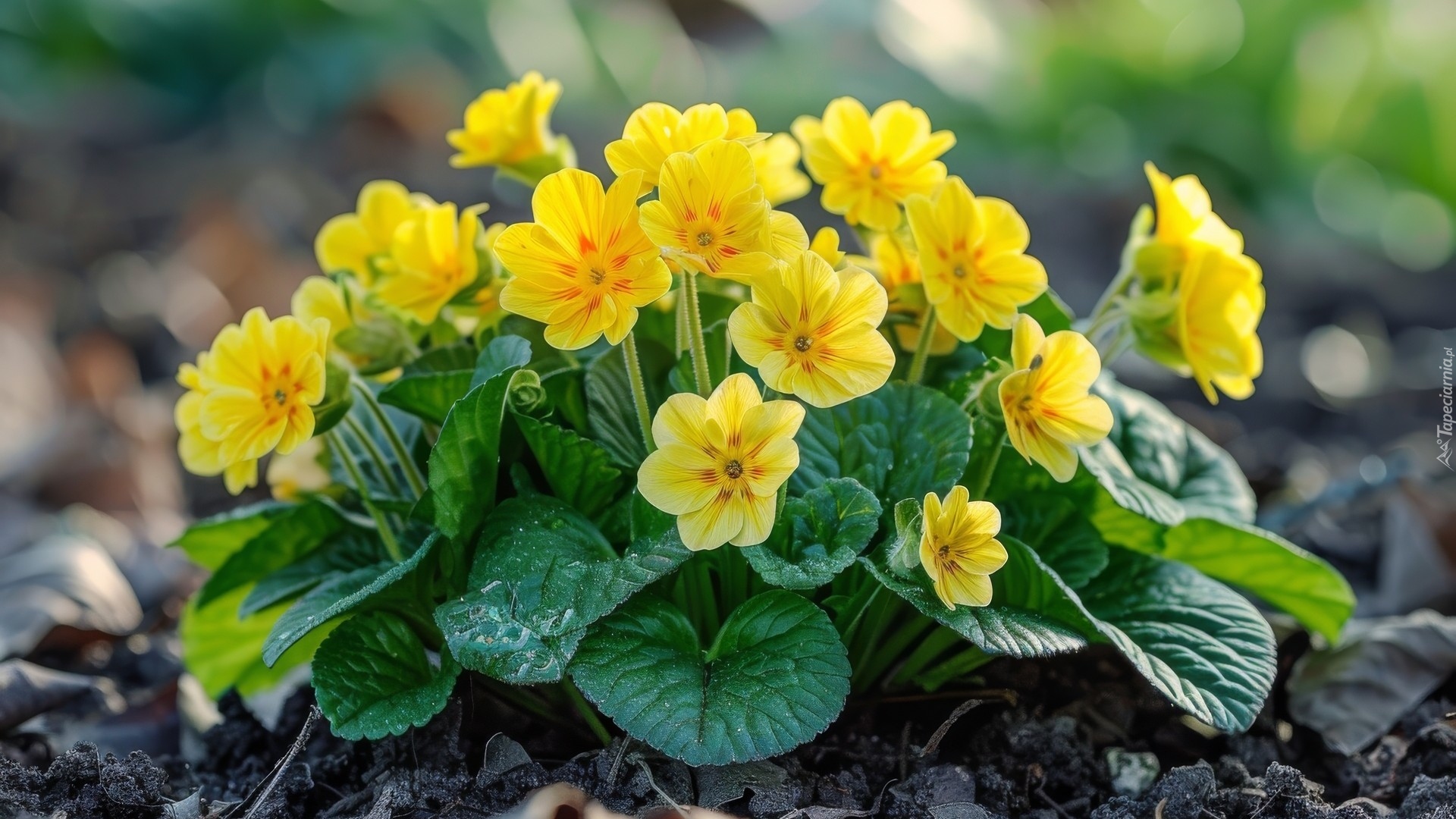 Żółte, Prymule, Listki