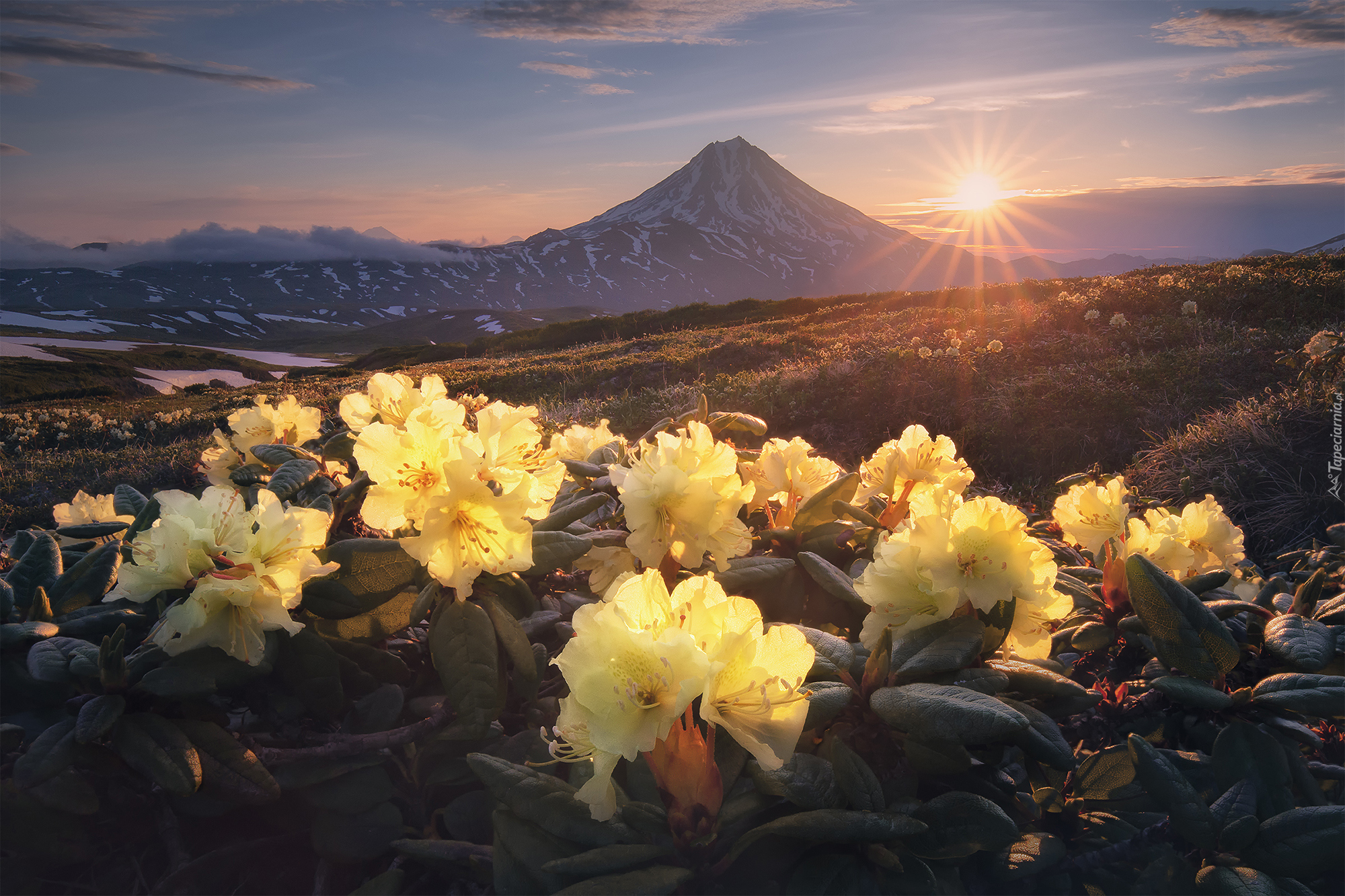 Kwiaty, Żółte, Różaneczniki, Rododendrony, Góry Wschodnie, Stratowulkan Wiluczyński, Kamczatka, Rosja