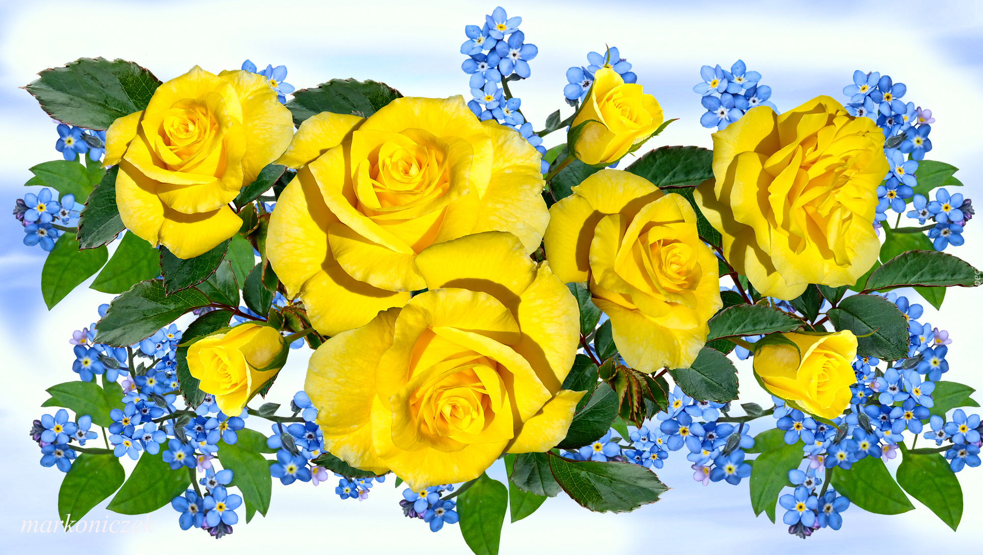 Kwiaty, Róże, Niezapominajki, Grafika 2D