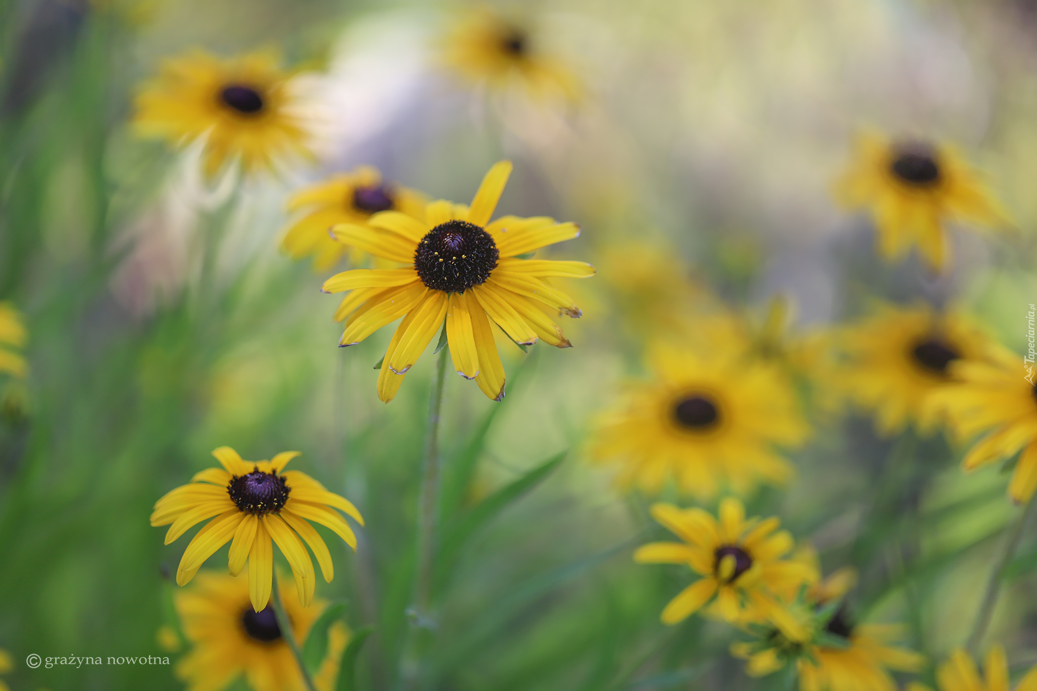 Żółte, Rudbekia, Kwiaty