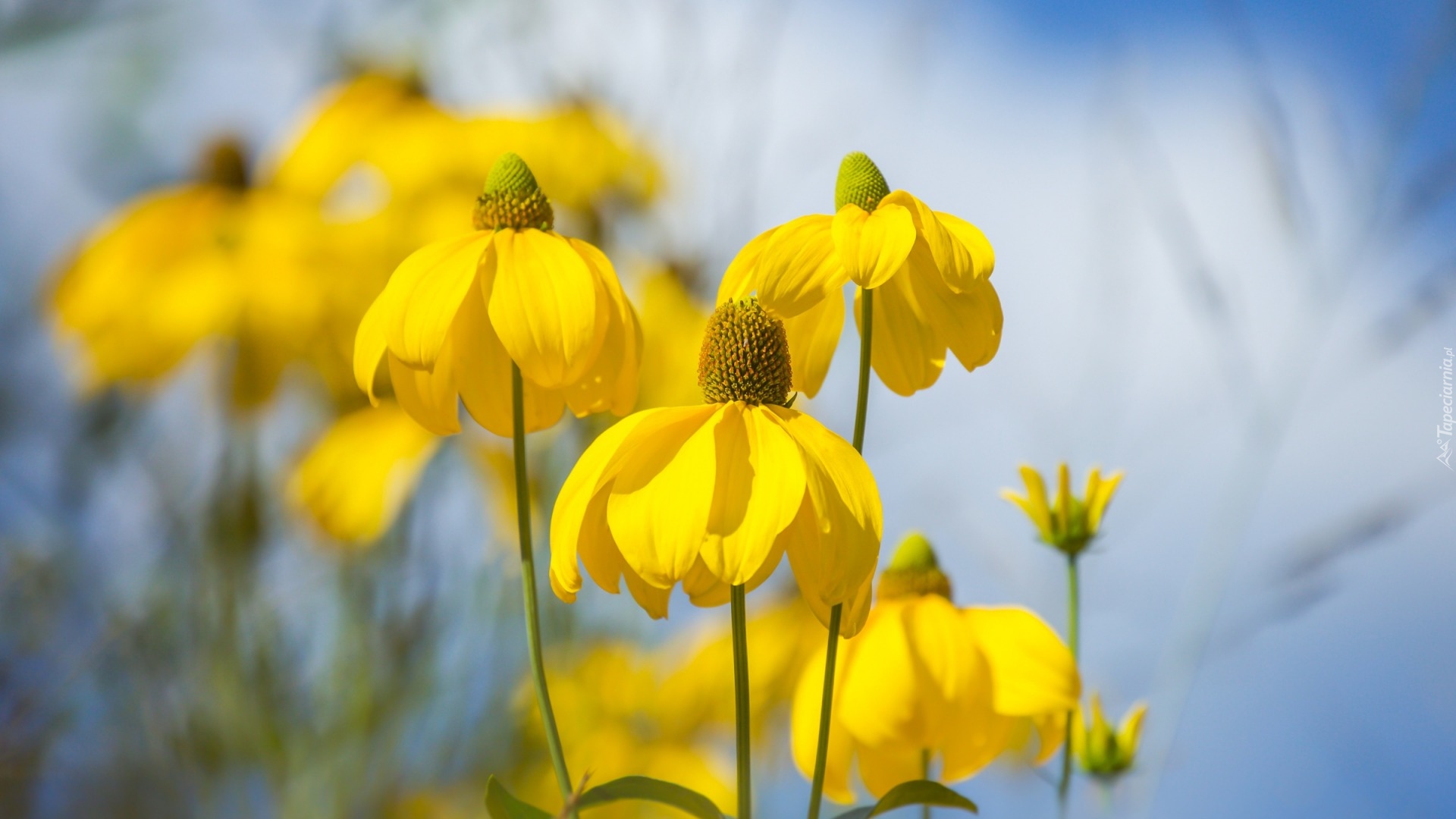 Żółte, Kwiaty, Rudbekia, Rozmyte tło