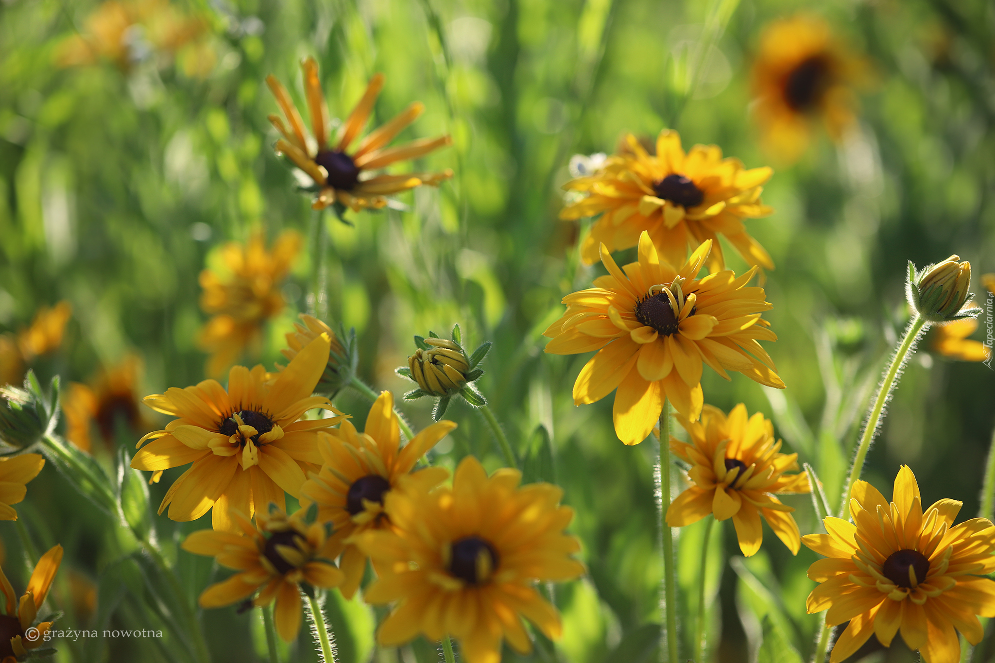 Żółte, Rudbekie, Kwiaty