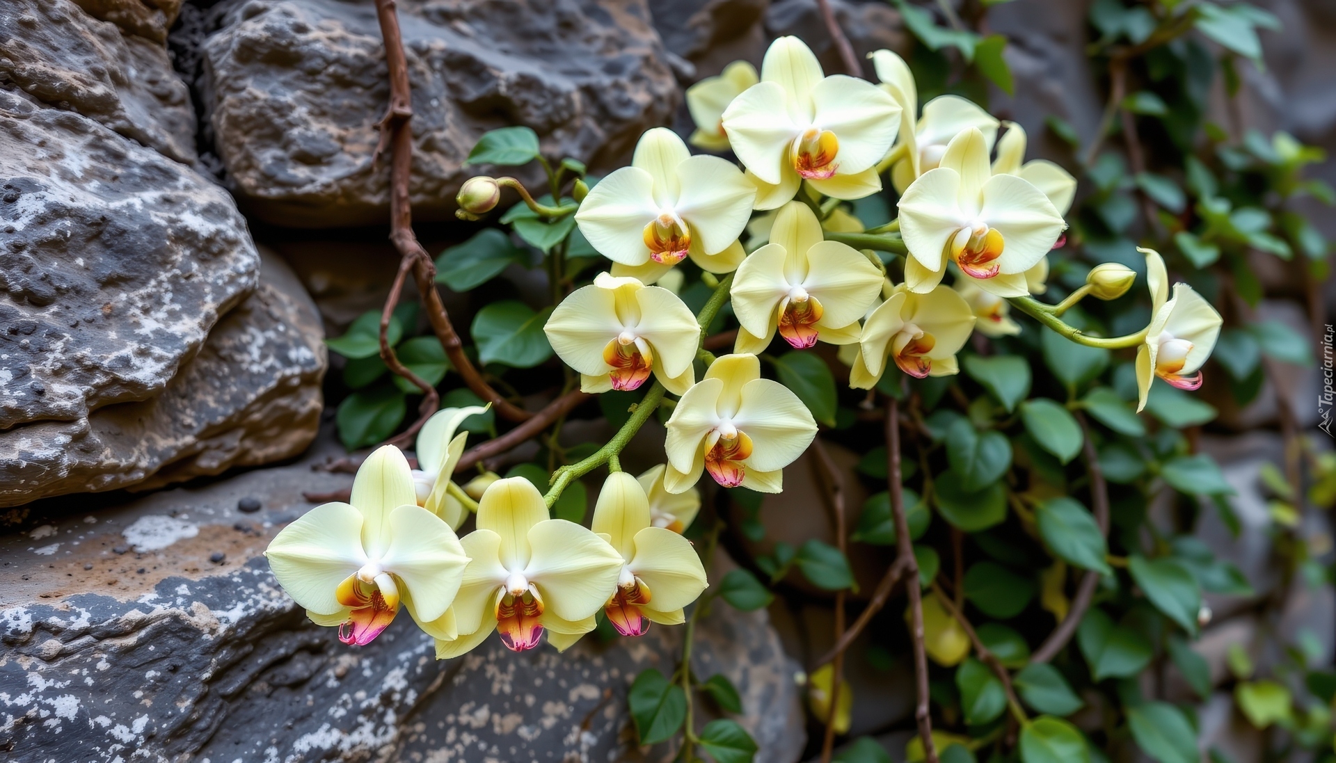 Kwitnące, Żółte, Storczyki, Mur, Kamienie, Grafika AI