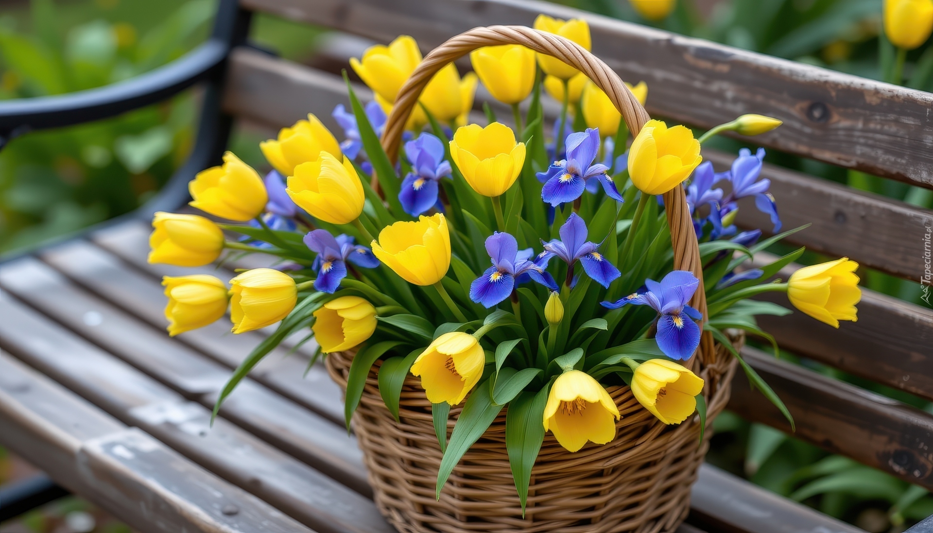 Kwiaty, Żółte, Tulipany, Niebieskie, Irysy, Koszyk, Ławka