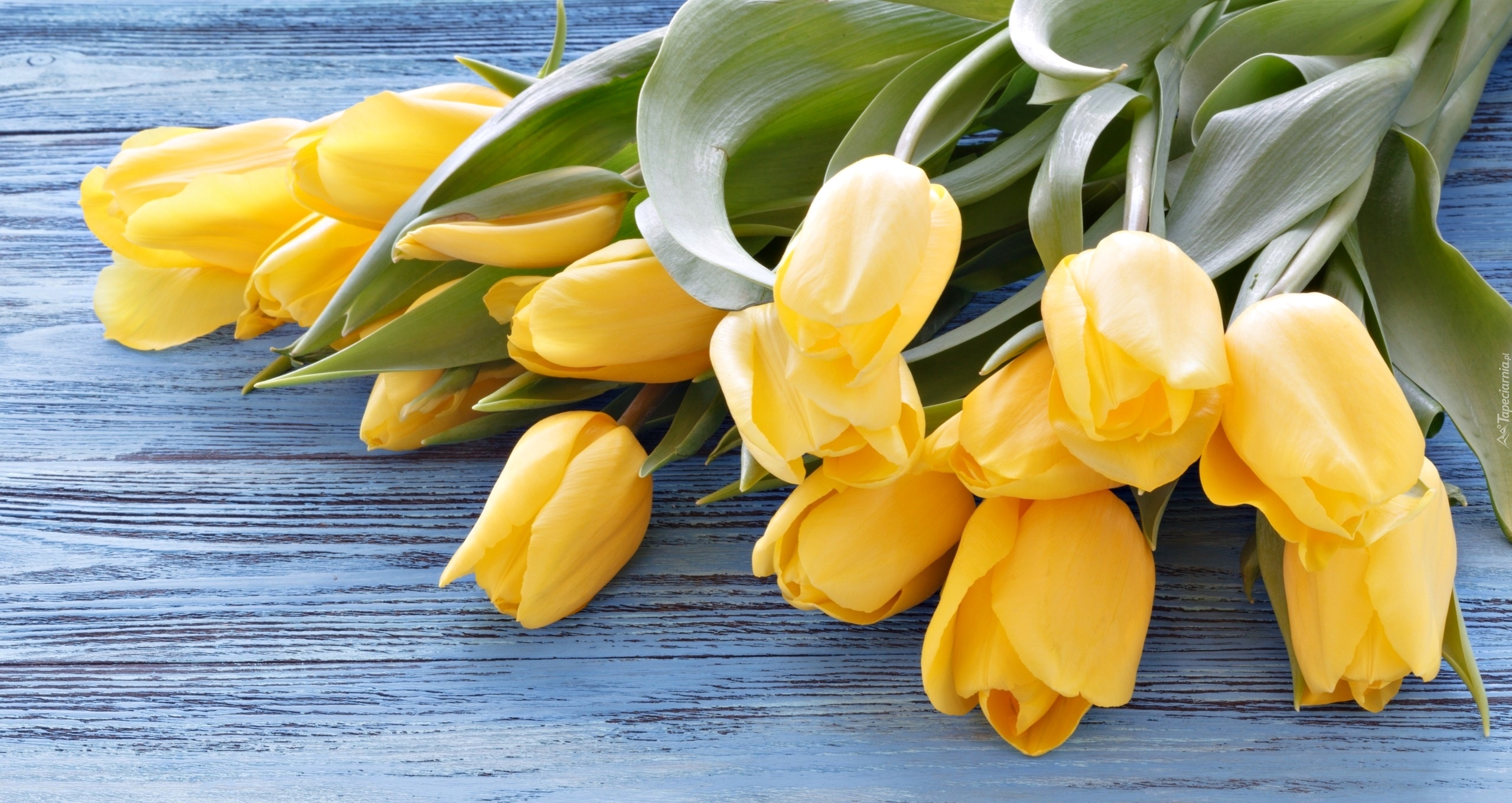 Kwiaty, Żółte, Nierozwinięte, Tulipany