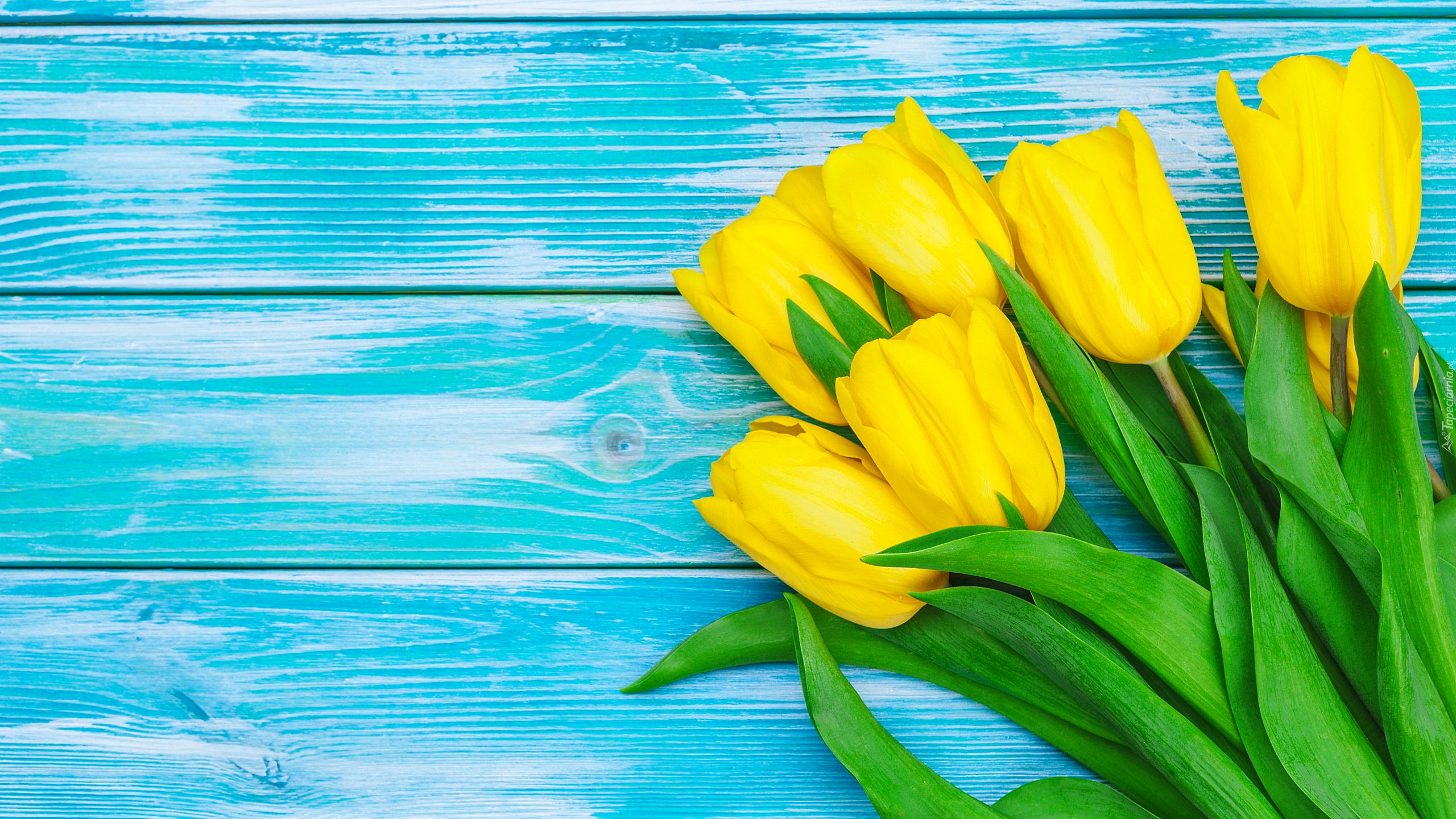 Żółte, Kwiaty, Tulipany, Niebieskie, Deski