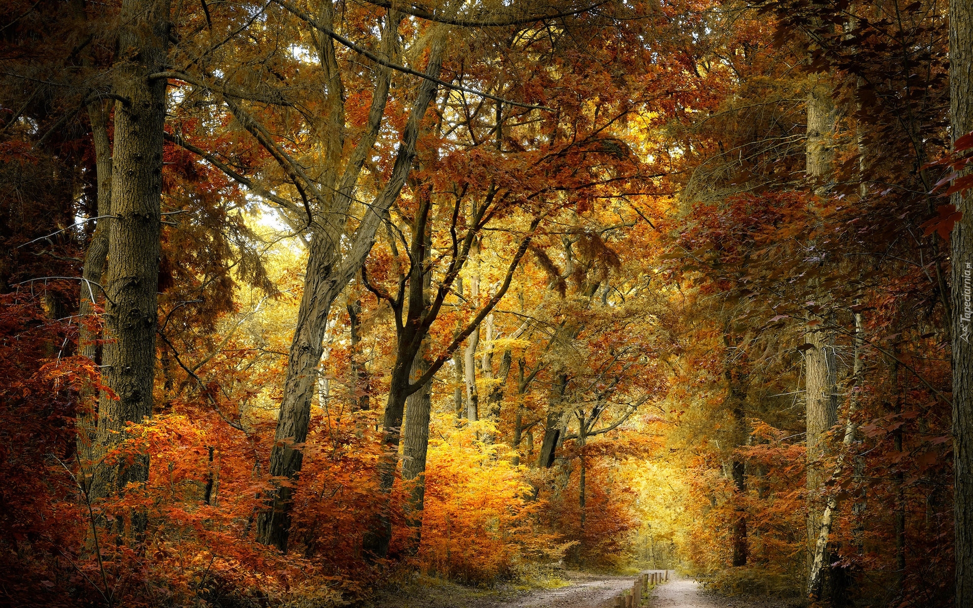 Las, Jesień, Drzewa, Kolorowe, Liście