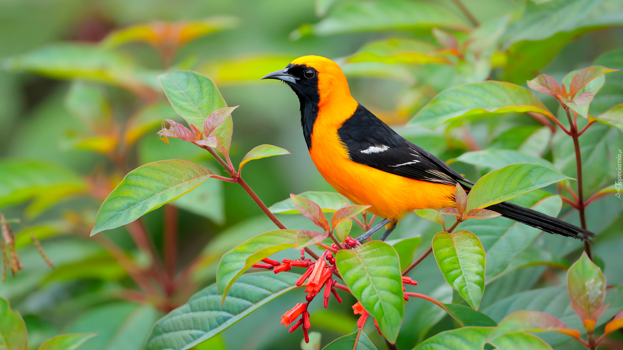 Żółto-czarny, Ptak, Kacyk maskowy, Liściaste, Gałązki