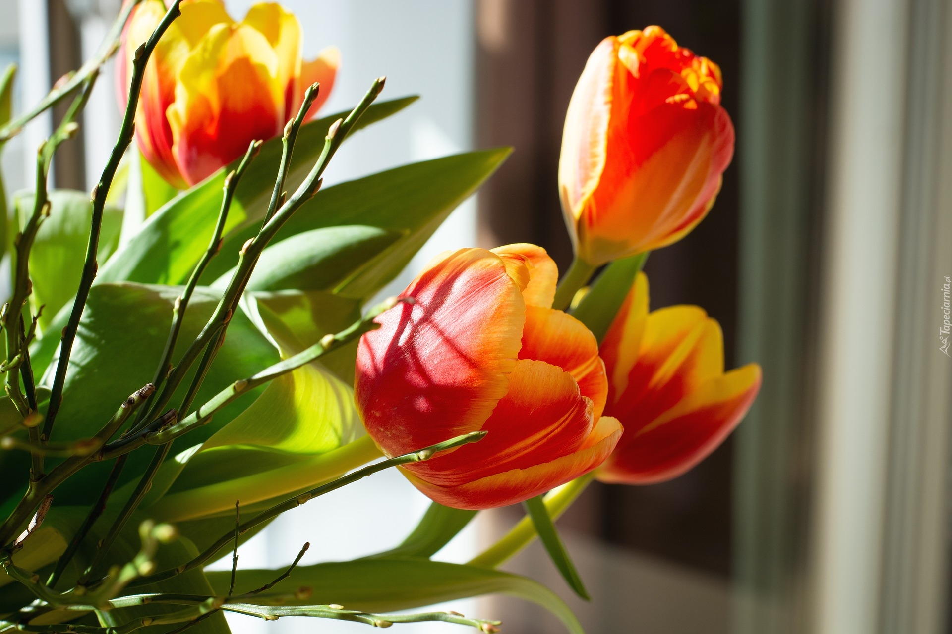 Kwiaty, Żółto-czerwone, Tulipany