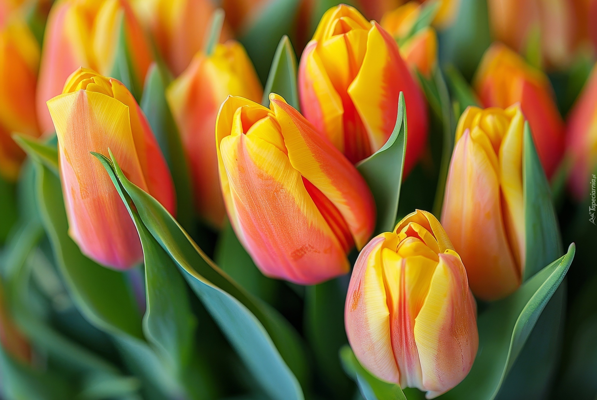 Tulipany, Żółto-czerwone, Liście, Zbliżenie