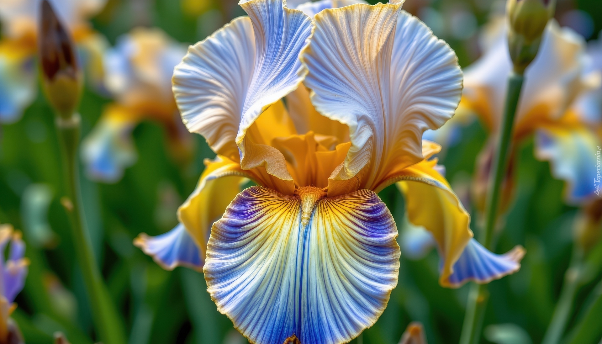 Żółto-niebieski, Kwiat, Irys, Zbliżenie