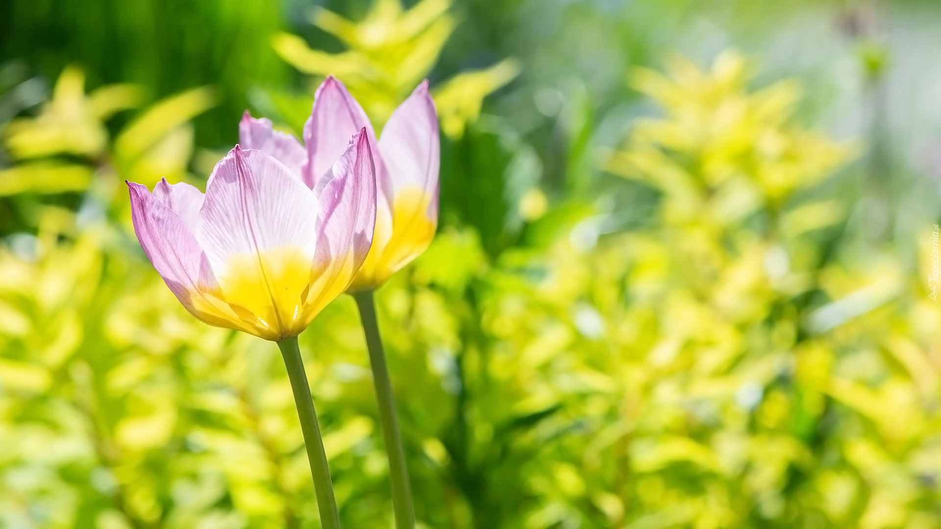 Kwiaty, Rożówo-żółte, Tulipany