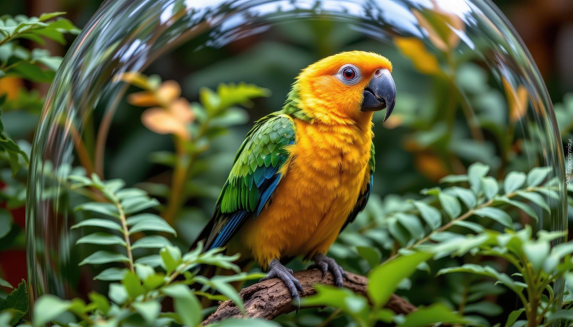Papuga, Liście, Szklana, Kula, Grafika AI