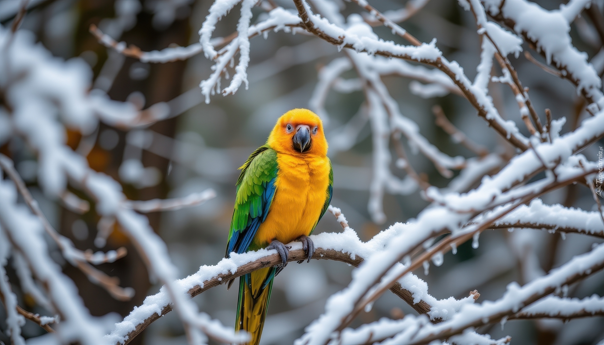 Ptak, Żółto-zielona, Papuga, Gałązki, Śnieg, Zima, AI