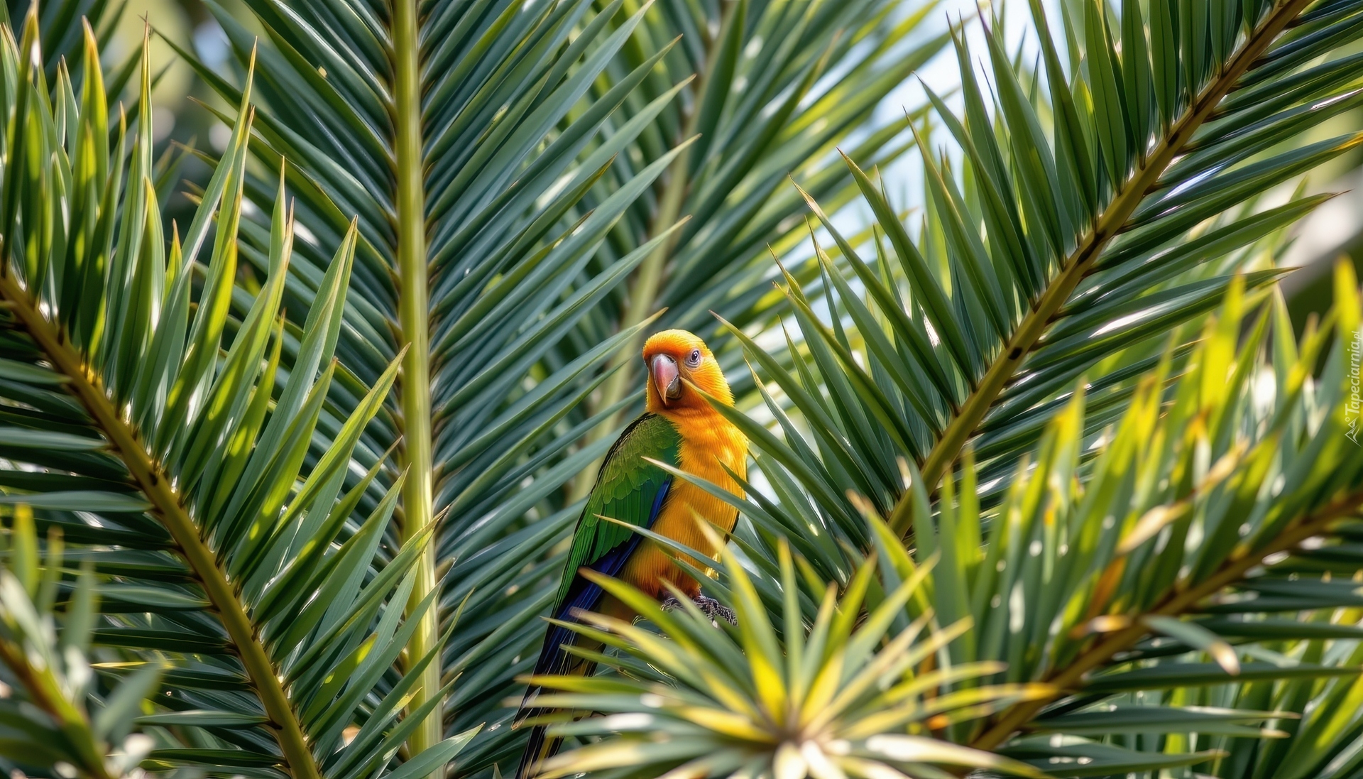 Papuga, Palma, Liście