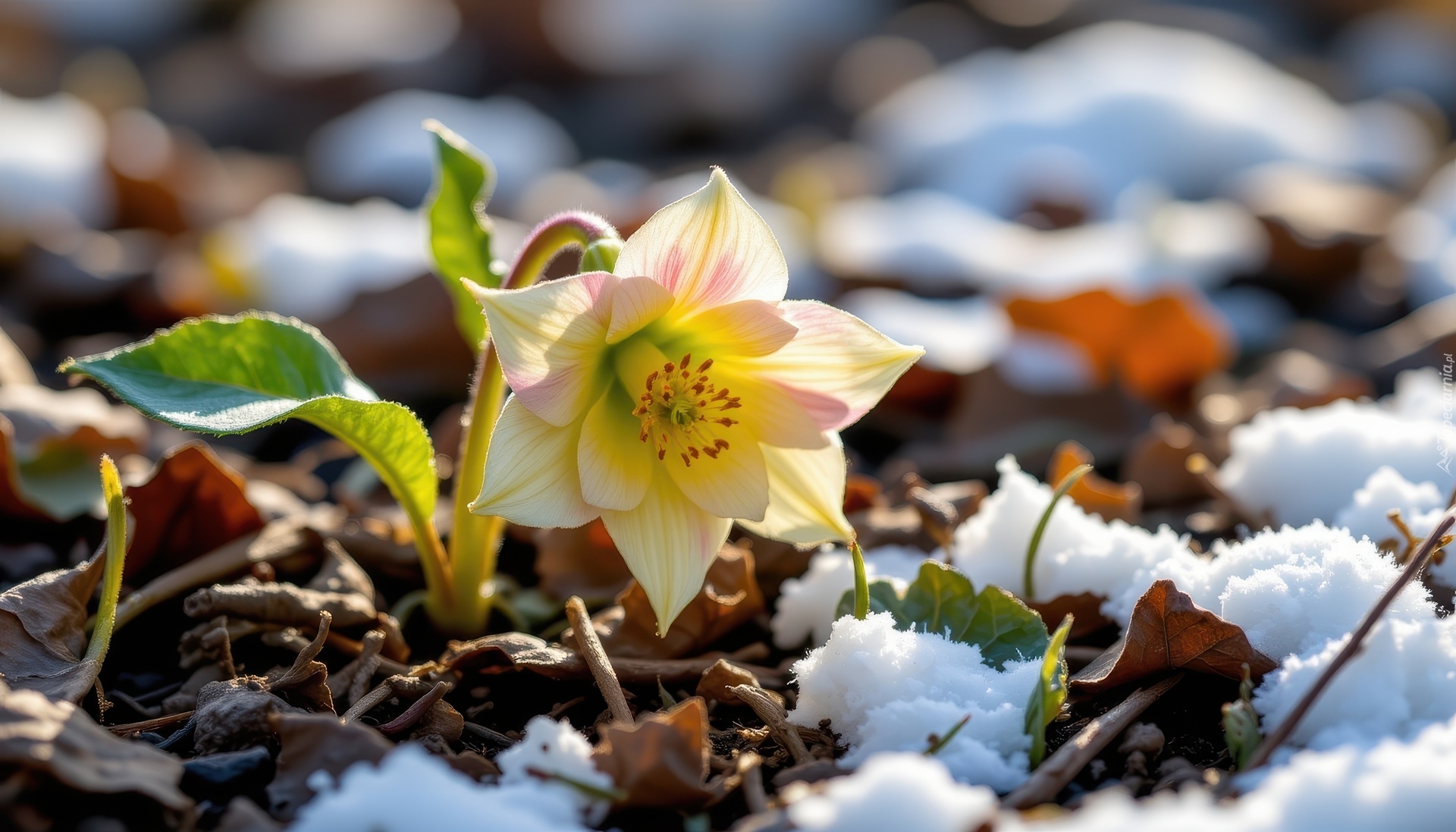 Kwiat, Żółty, Ciemiernik, Liście, Śnieg, Grafika AI