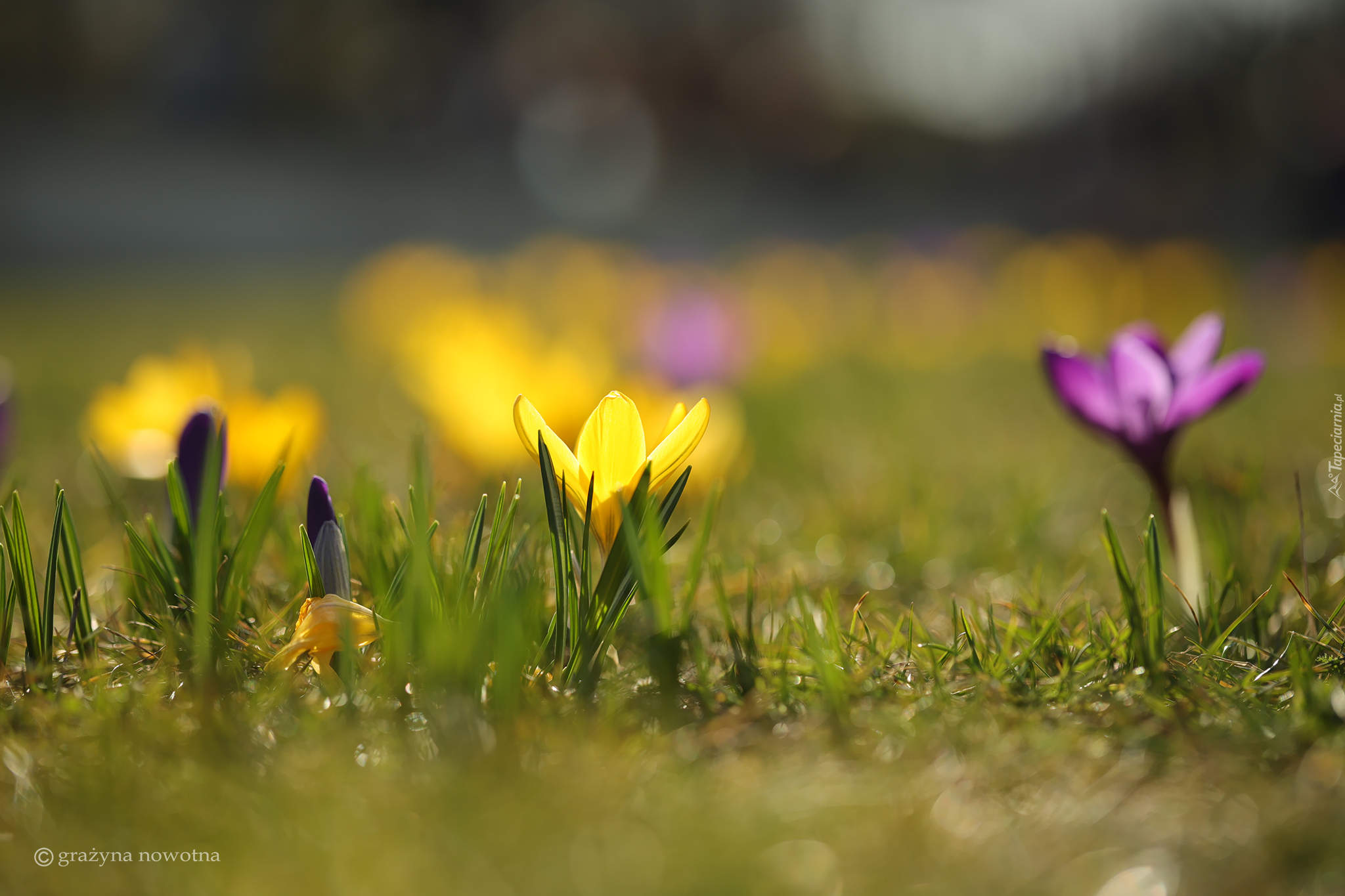 Żółty, Krokus, Kwiat, Pąk