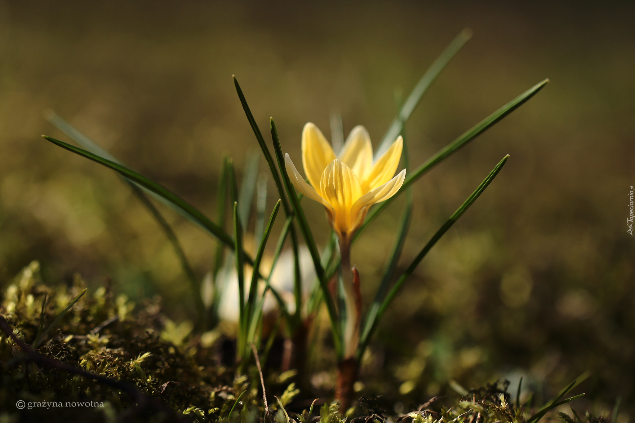 Żółty, Krokus, Zbliżenie